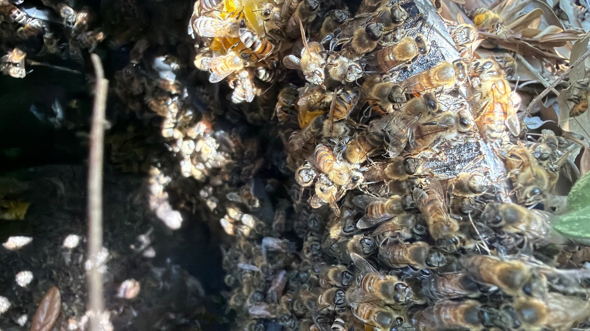 Bees in a box (in the ground) by Rockwall Honey Bee Company