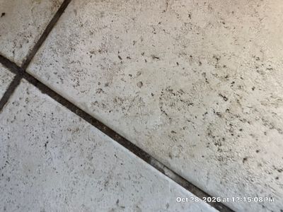 Black Mold Removal — Naples, FL