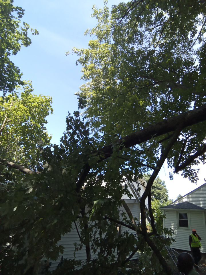 Storm Damaged Tree Removal  using Tree Removal by Mike Jones & Sons Tree Service LLC 