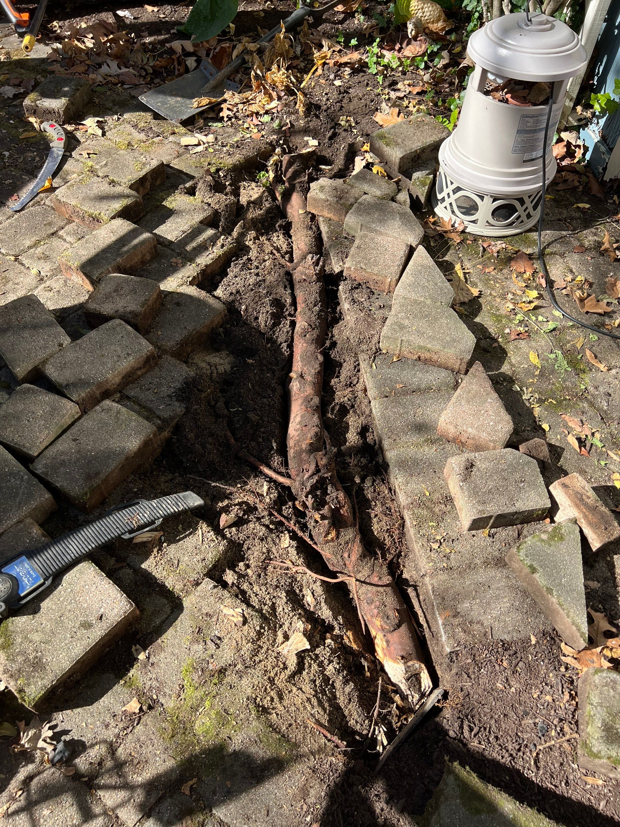 Arborvitae Install & Paver Repair using DGA - Crushed Limestone by Reisenberg’s Lawn & Landscape, LLC