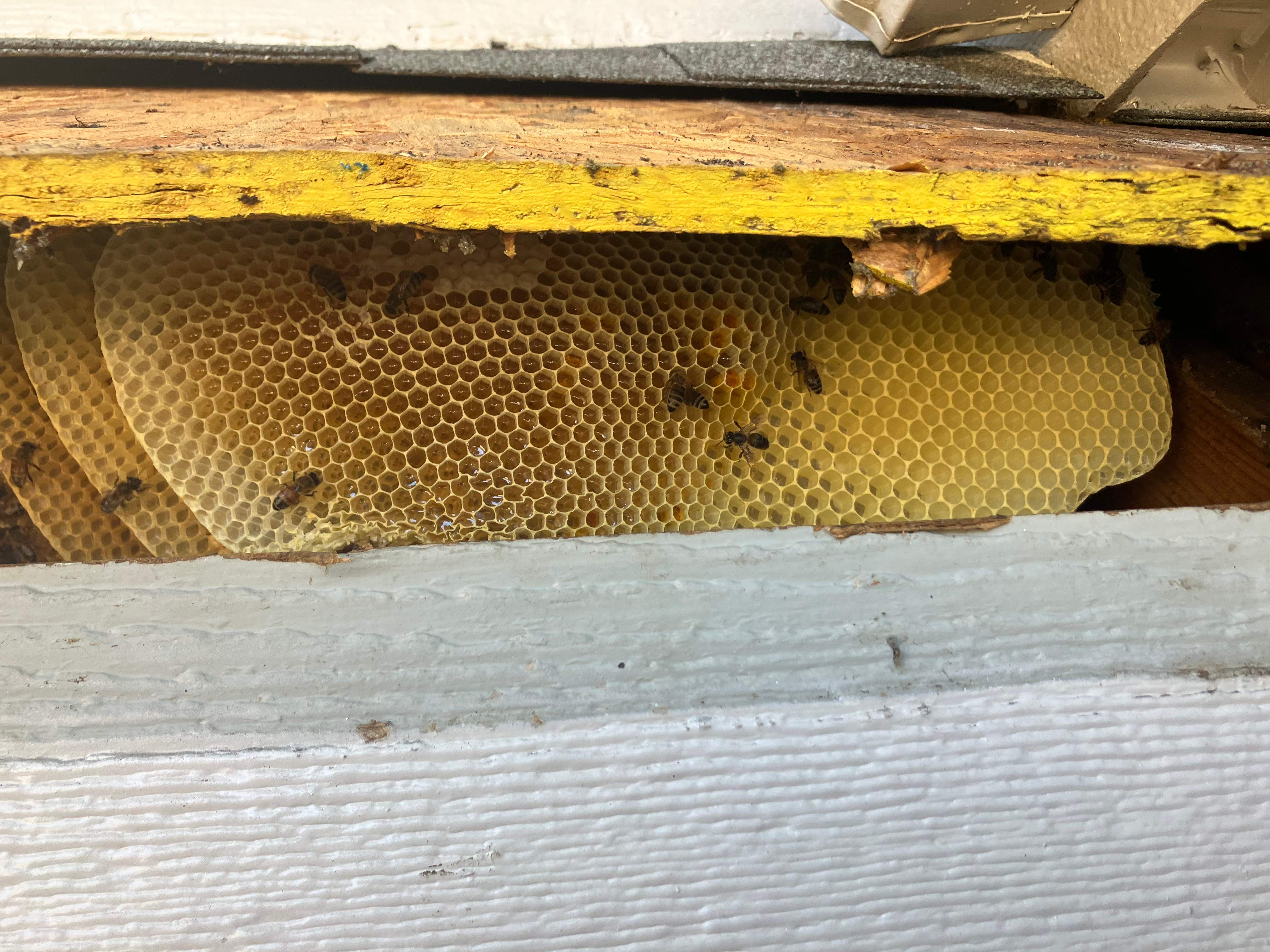 Dormer Window by Rockwall Honey Bee Company