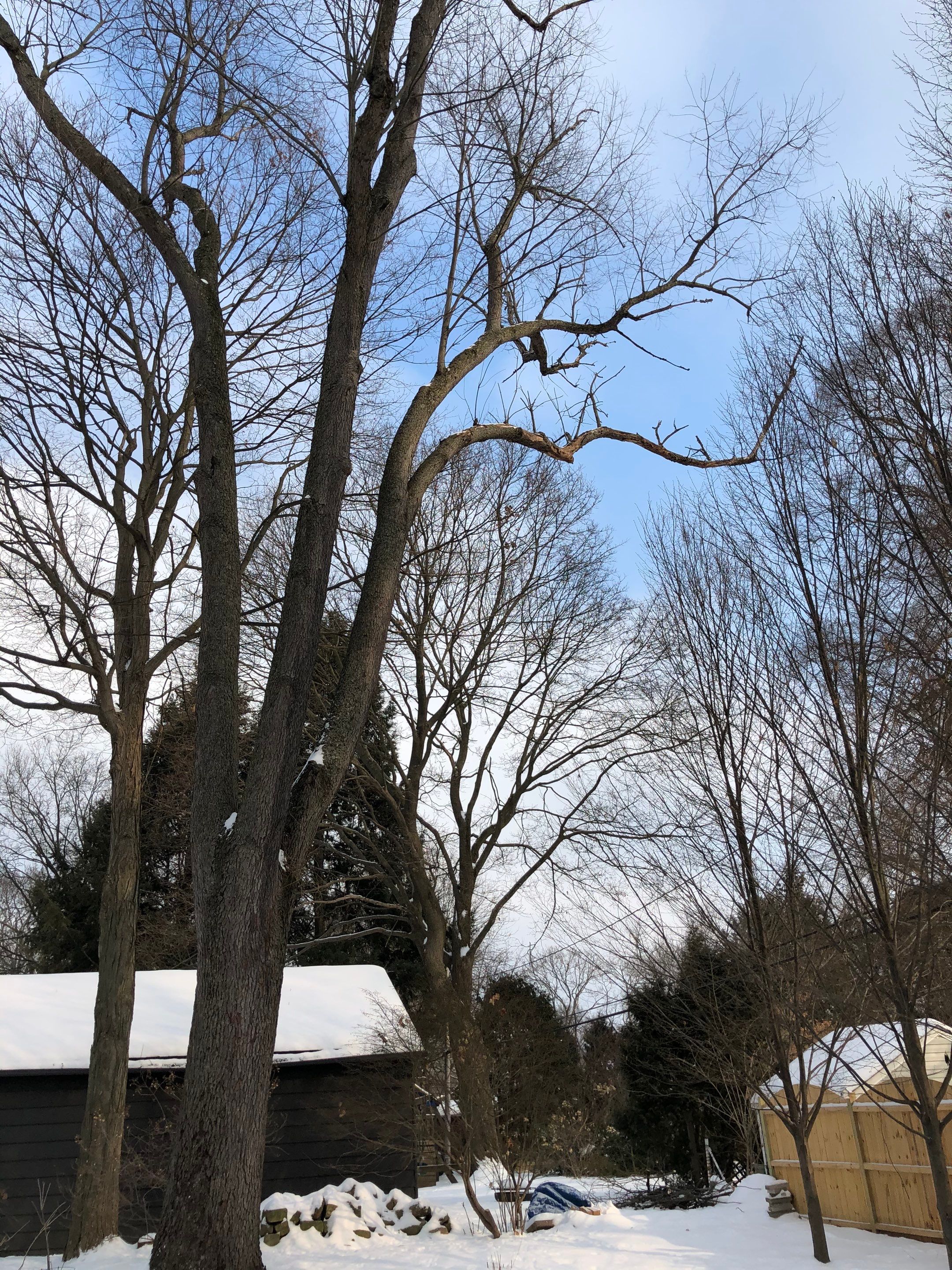 Firewood Delivery  using Seasoned Firewood by Mike Jones & Sons Tree Service LLC 