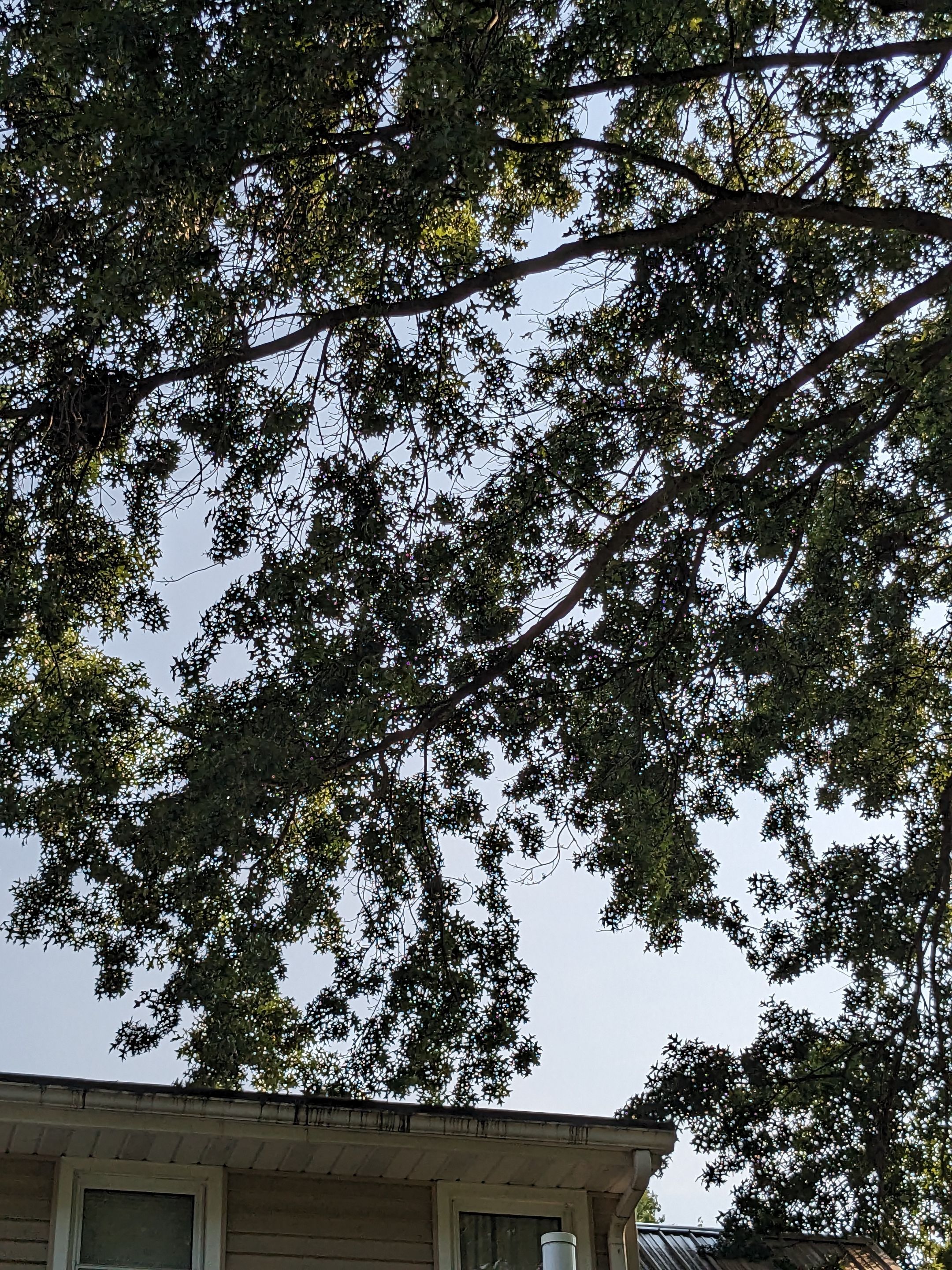 Tree Trimming using Tree Pruing by Mike Jones & Sons Tree Service LLC 