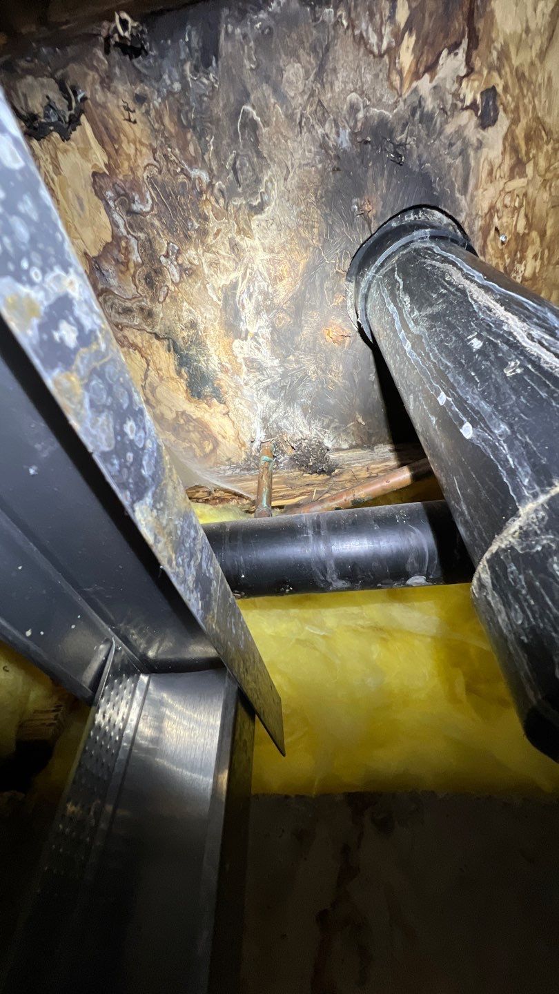 Mold Remediation by Accountable Home Services