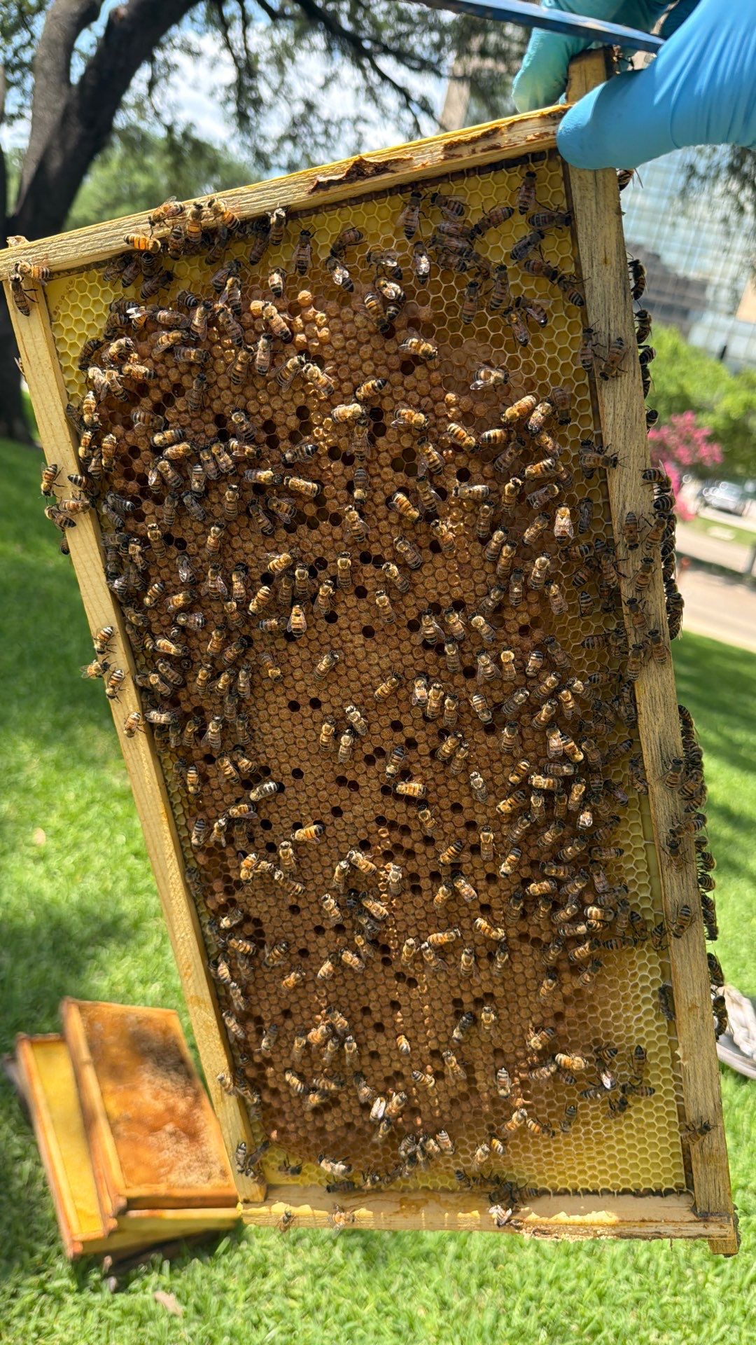 Addison by Rockwall Honey Bee Company
