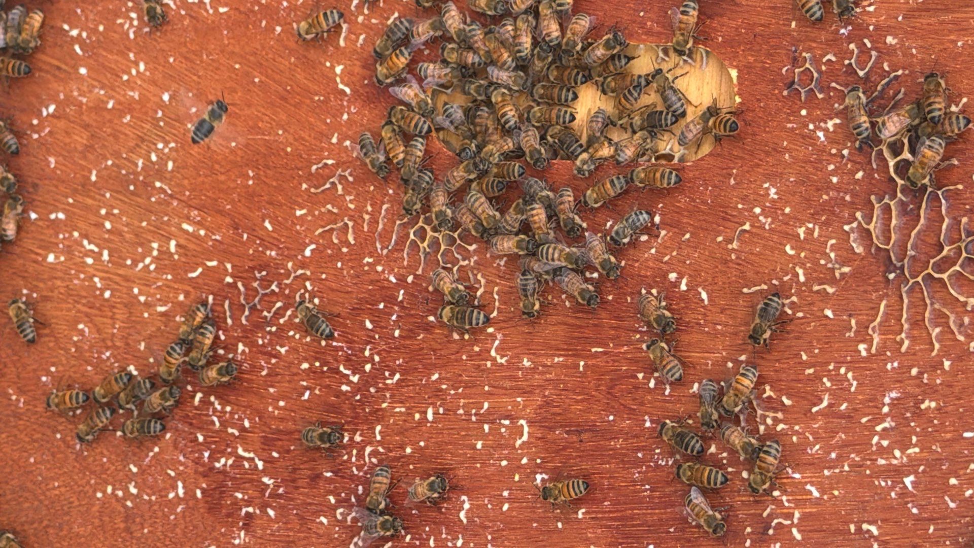 Bees at the Bank! by Rockwall Honey Bee Company