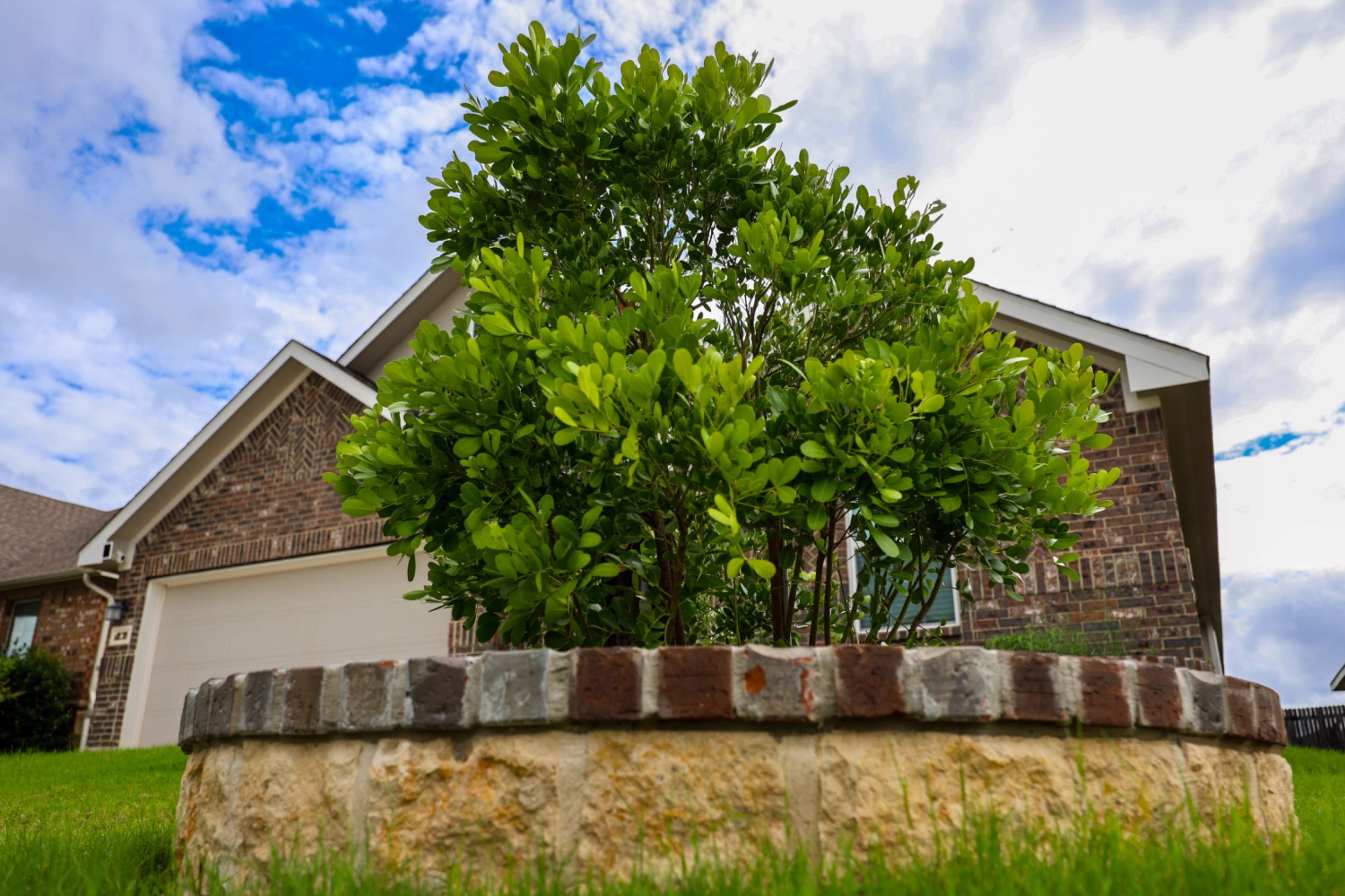 Wortham Oaks - San Antonio, TX by Hole In One Lawns, LLC