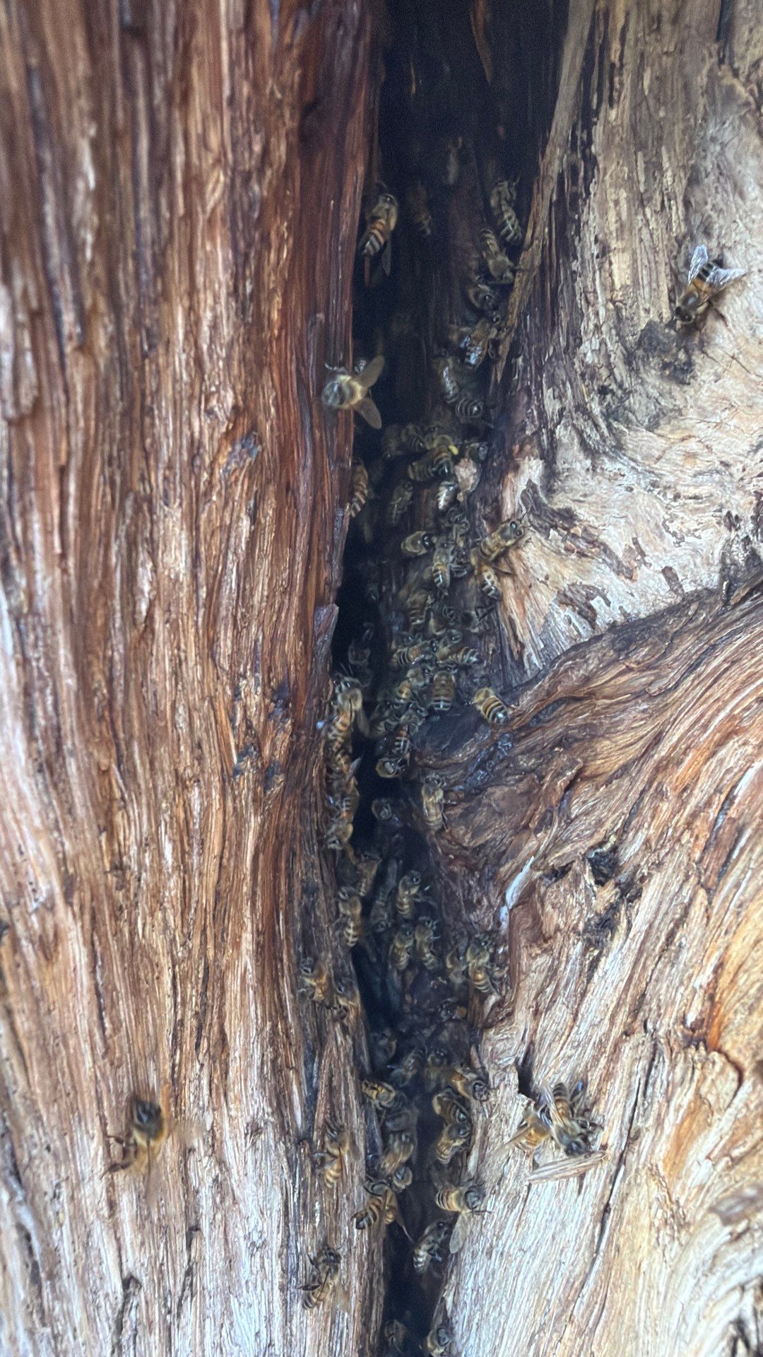 Cavern-Crack Tree Bees by Rockwall Honey Bee Company