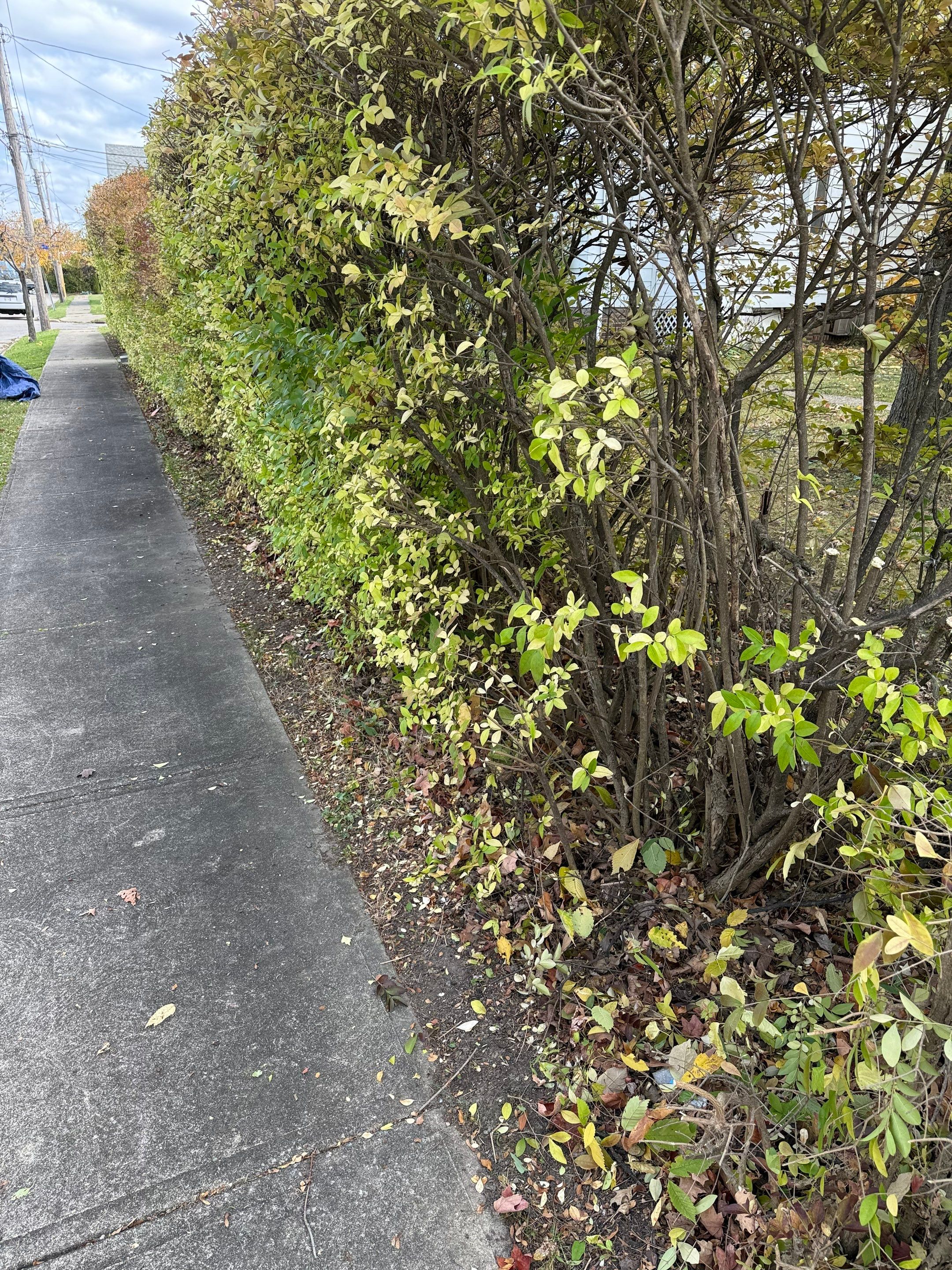 Hedge Shaping Maintenance by Elm Rose Gardens
