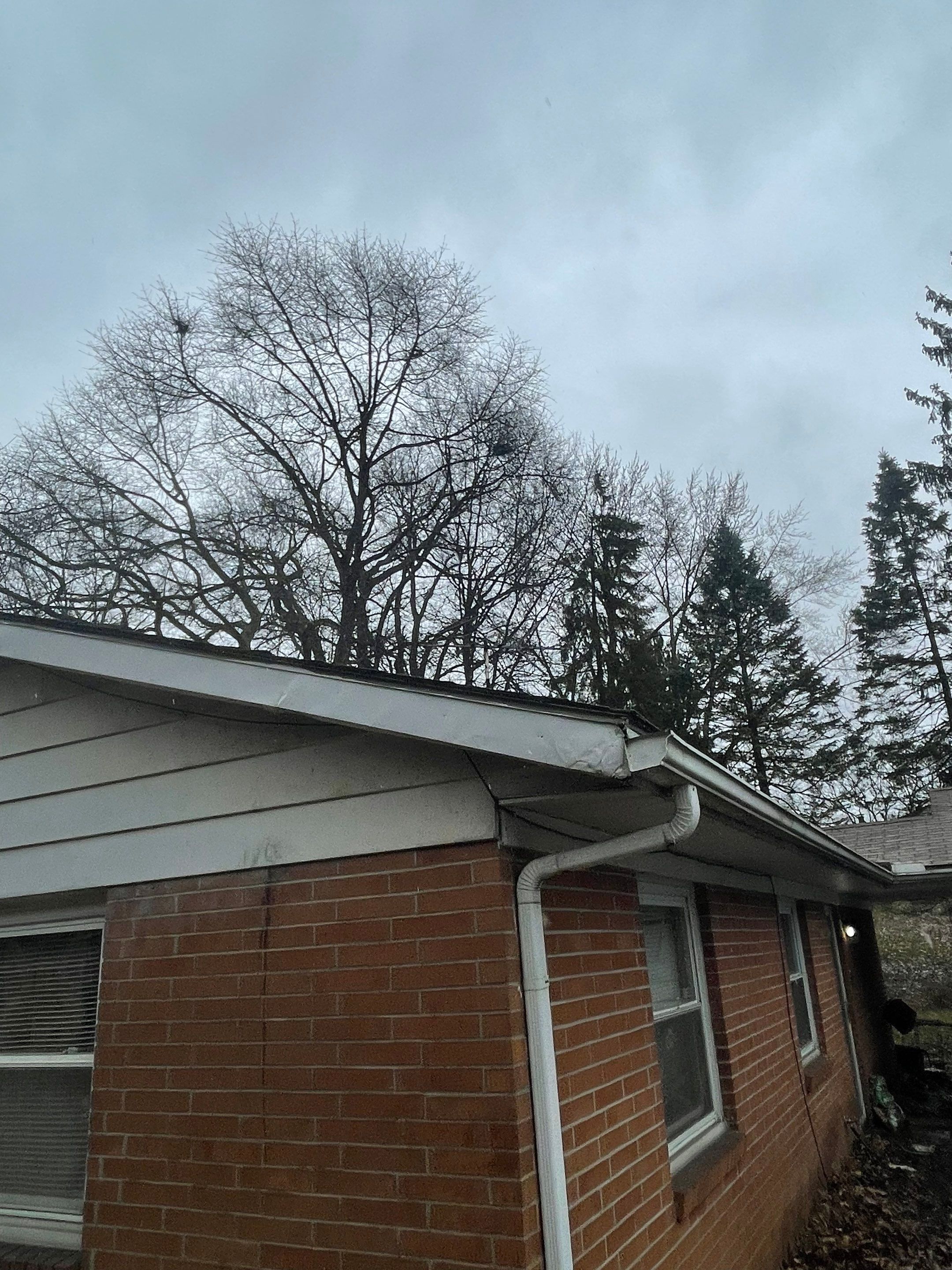 Tree Trimming using Tree Pruing by Mike Jones & Sons Tree Service LLC 