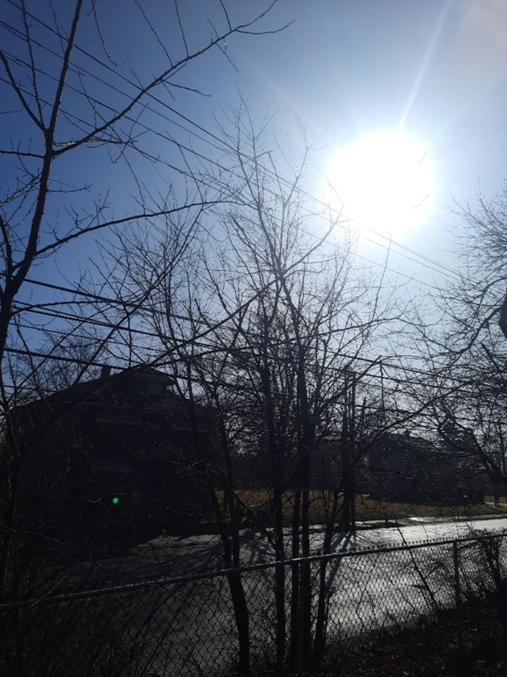 Tree Removal using Tree Removal by Mike Jones & Sons Tree Service LLC 