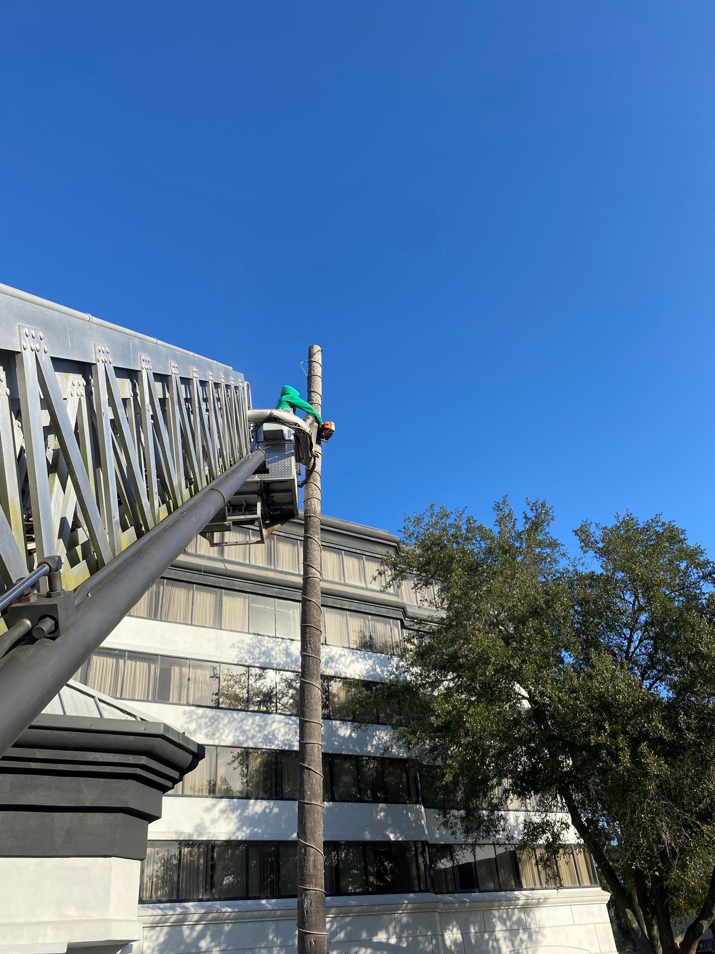 Marriott Hotel | Tree Trimming & Removal by ProGreen Services