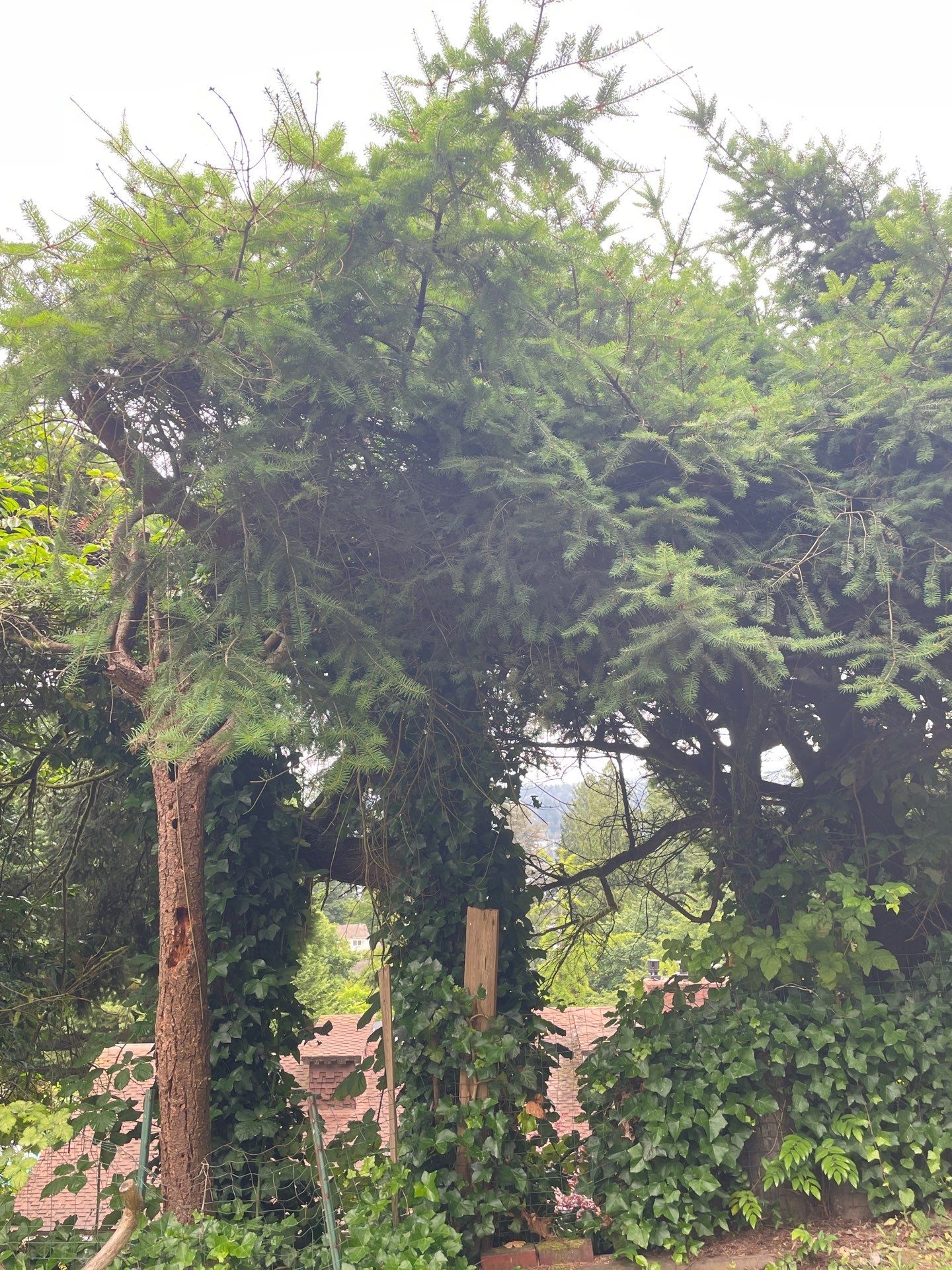 🌿Tree Inventory Showcase – Lake Forest Park, WA by Sound Tree Care LLC
