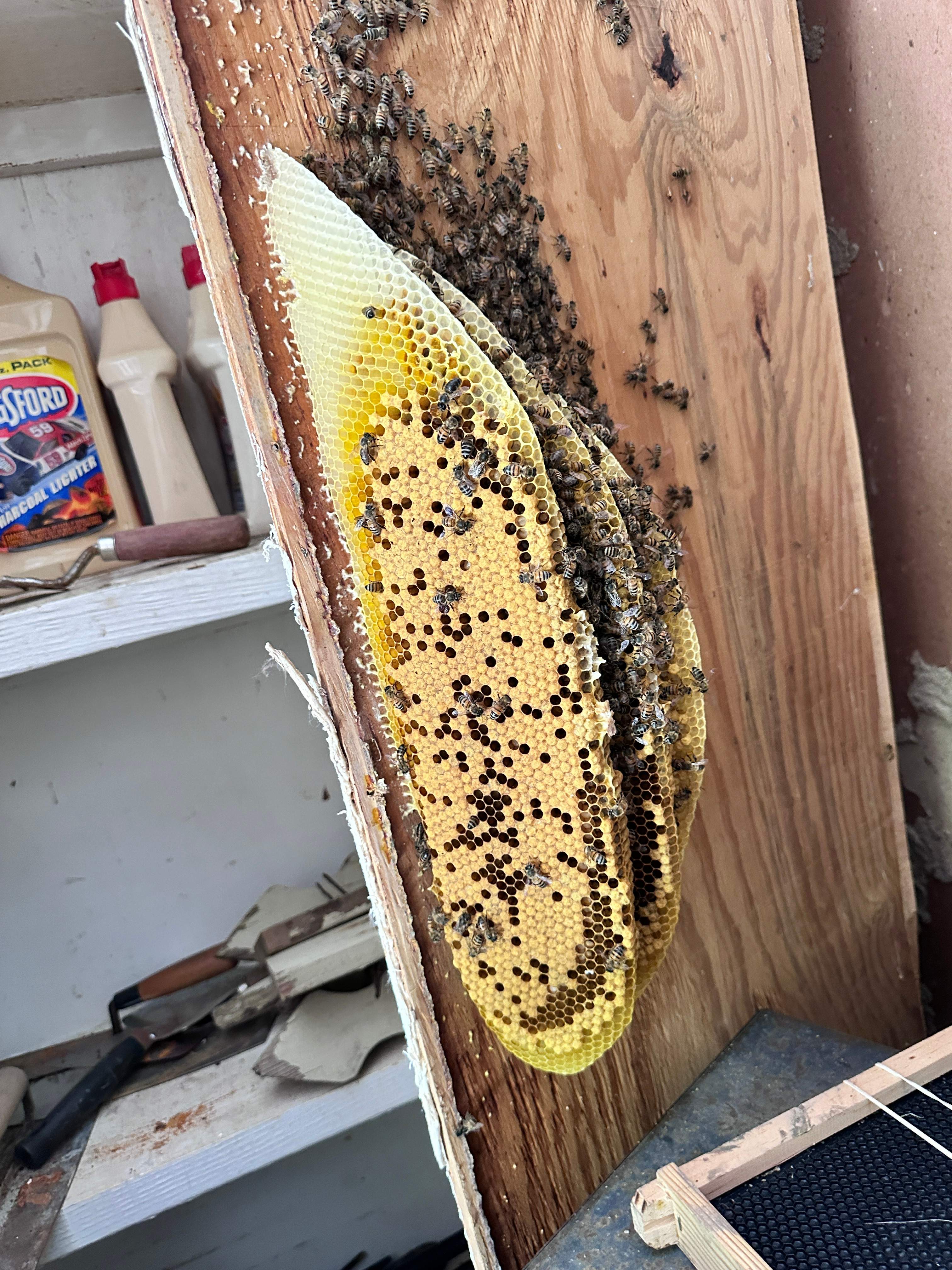 Two Colonies, One Property by Rockwall Honey Bee Company