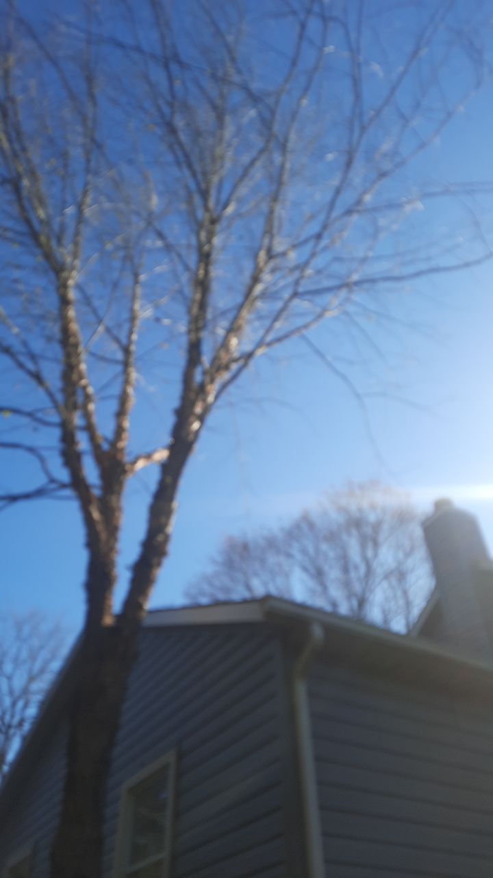 Tree Trimming using Tree Pruing by Mike Jones & Sons Tree Service LLC 