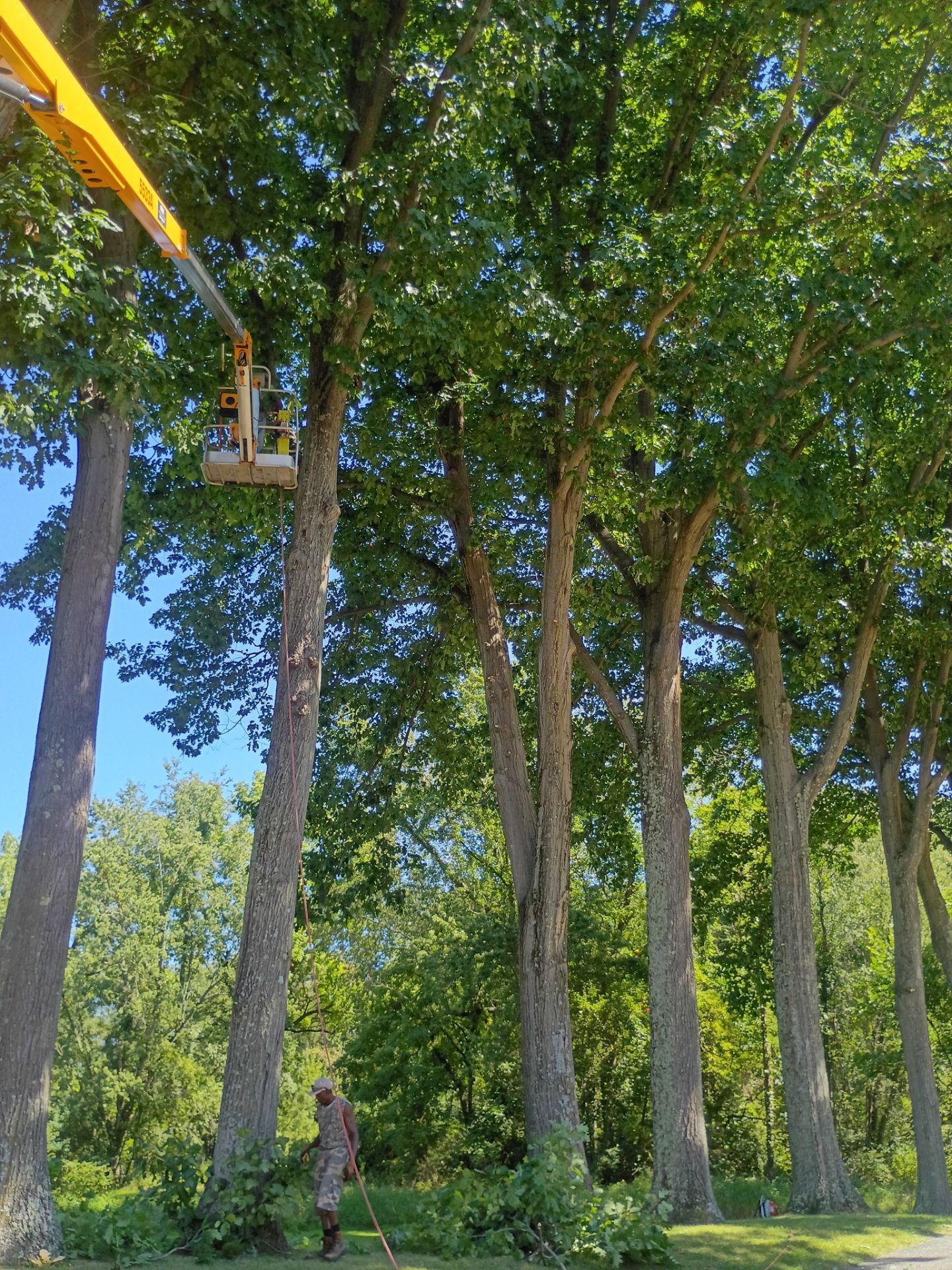 Tree Trimming & Tree Removal in Akron Ohio by Mike Jones & Sons Tree Service LLC 