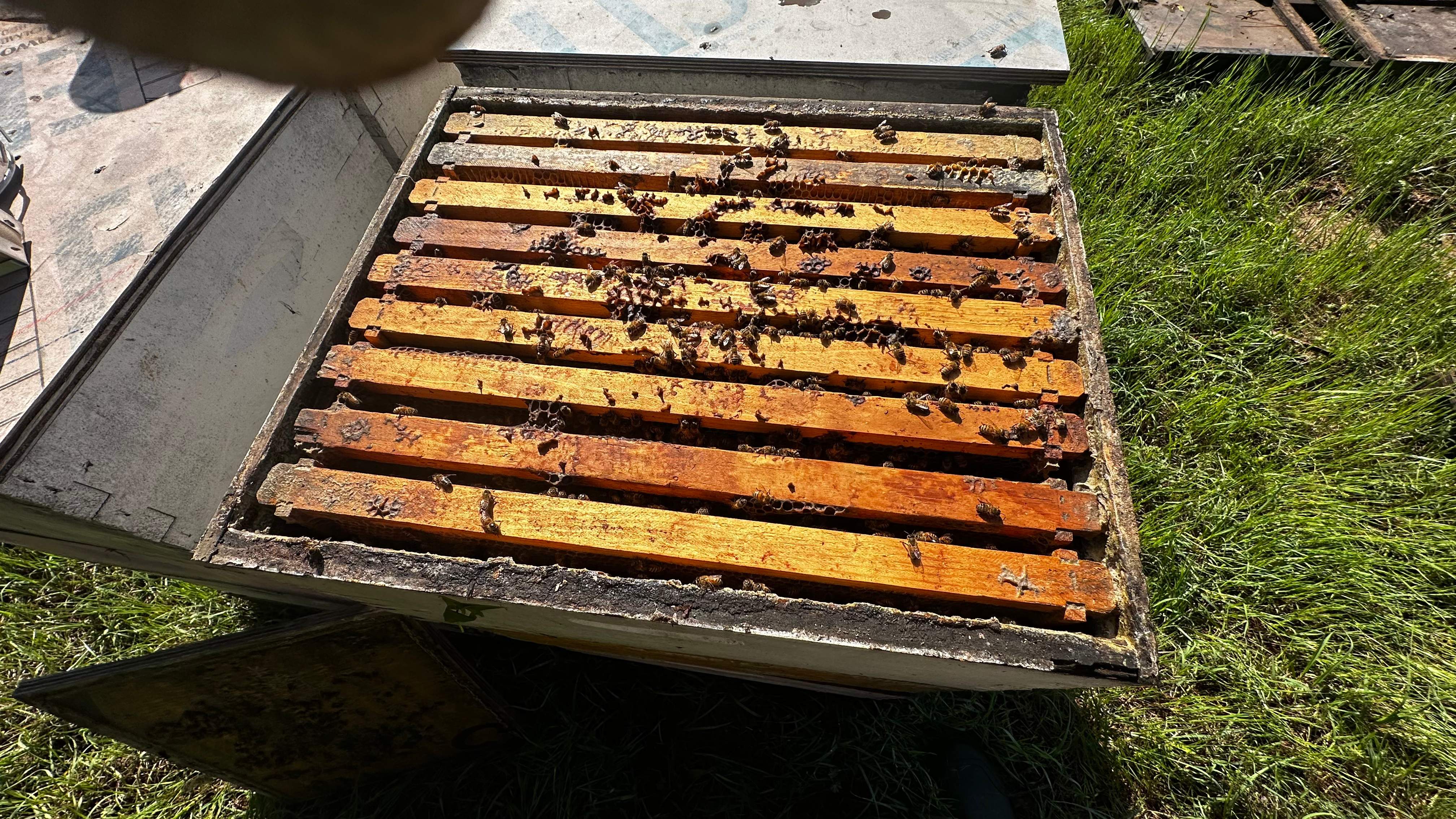 Traylor's Hay Meadow Apiary by Rockwall Honey Bee Company