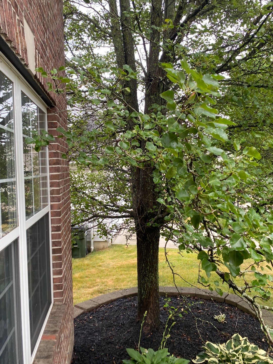 Tree Removal using Tree Removal by Mike Jones & Sons Tree Service LLC 