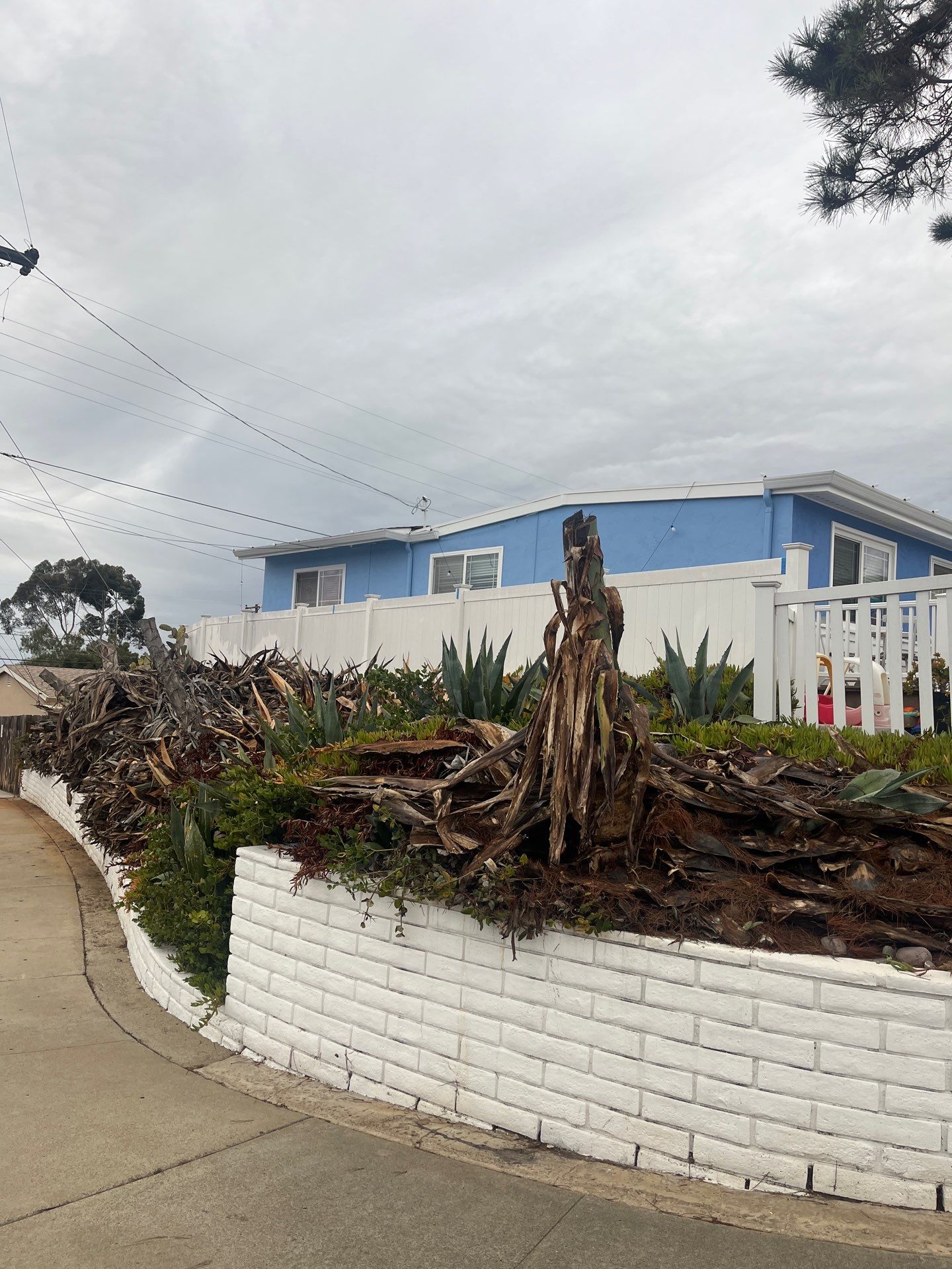 Professional Landscape Clean Up and Debris Removal in San Diego by Yard Techs