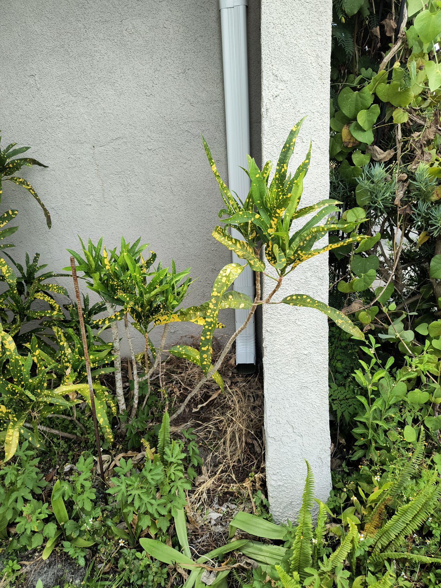 White 6-Inch Seamless Gutters in Sarasota FL by Gutter Professors