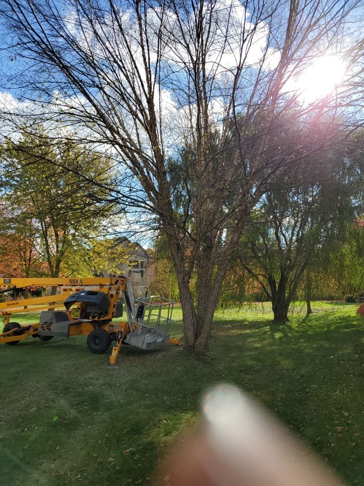 Tree Removal using Tree Removal by Mike Jones & Sons Tree Service LLC 