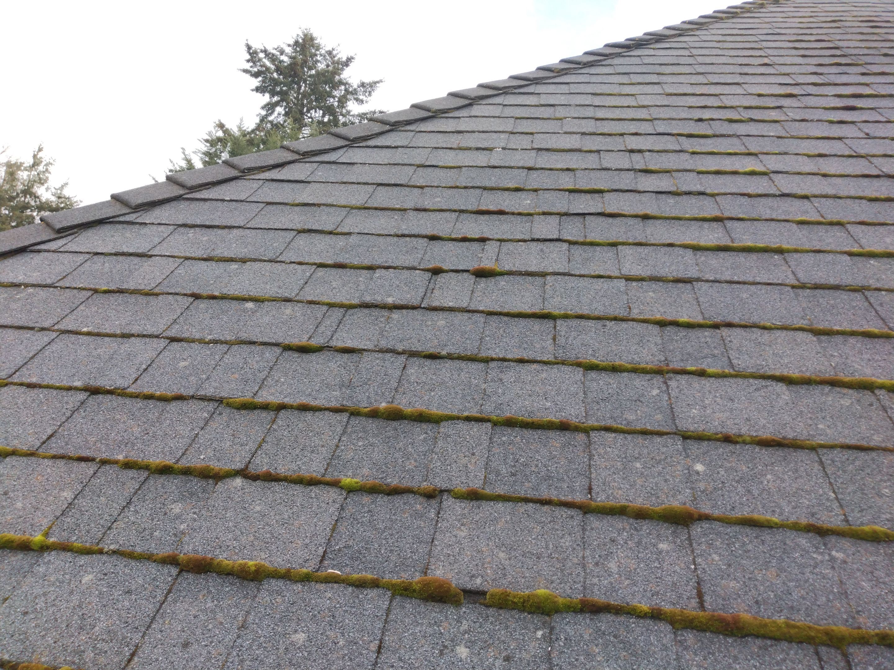 Roof Cleaning  using Moss Treatment  by BEST Roofing & Waterproofing