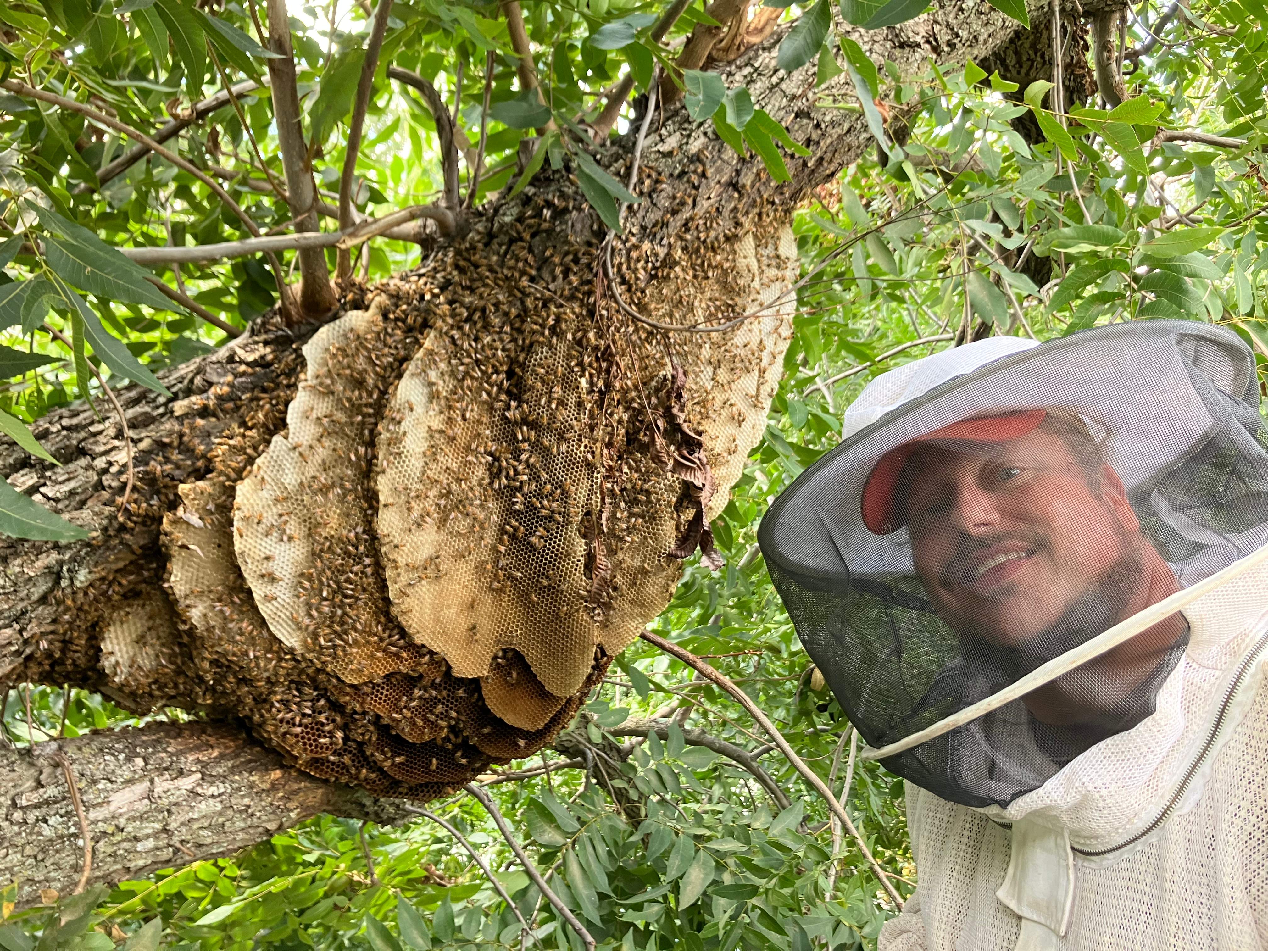 Open-Air Massive Colony by Rockwall Honey Bee Company