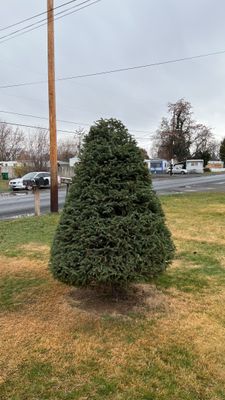Tree Trimming
