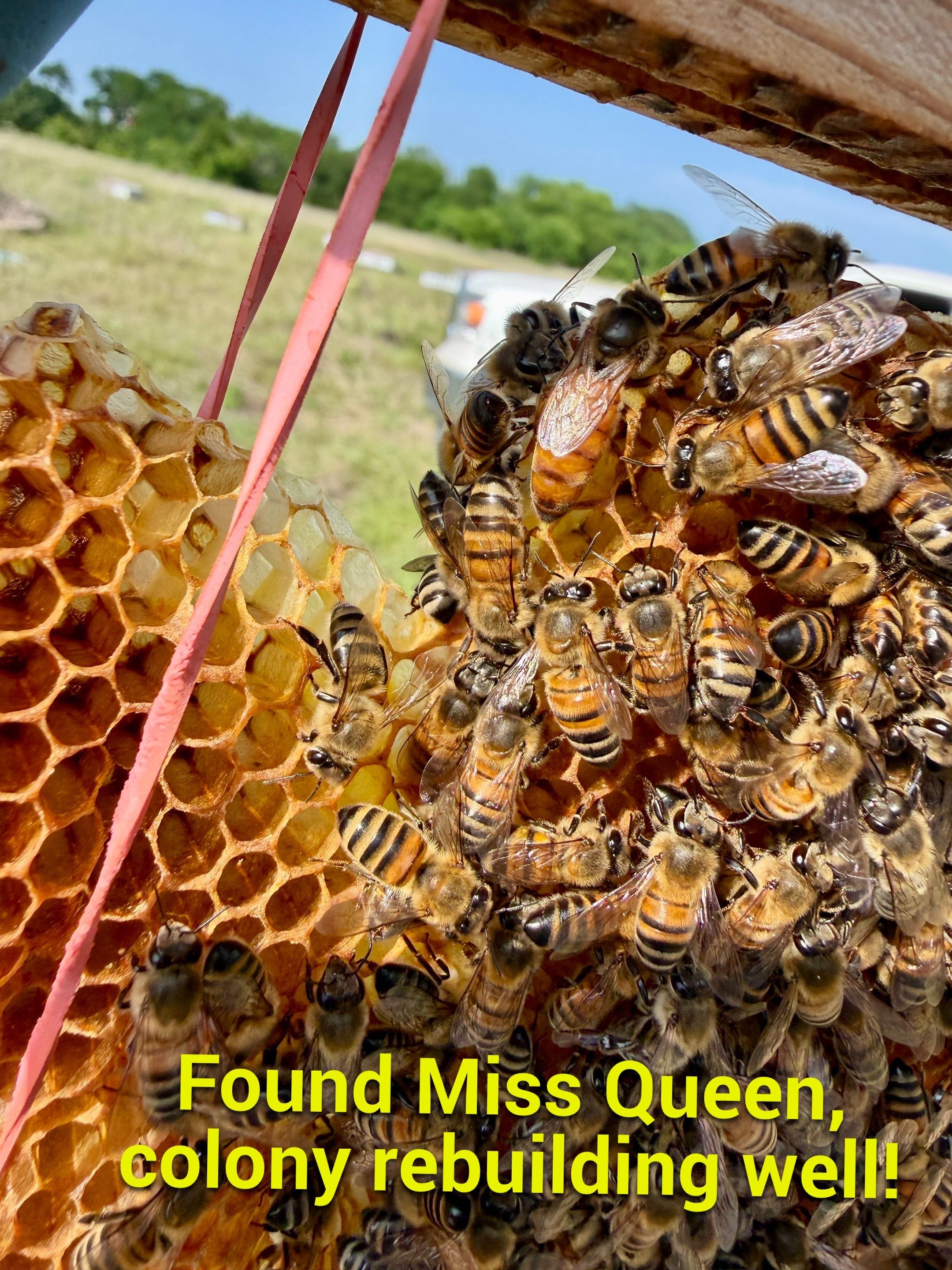 Bees Behind Bricks by Rockwall Honey Bee Company