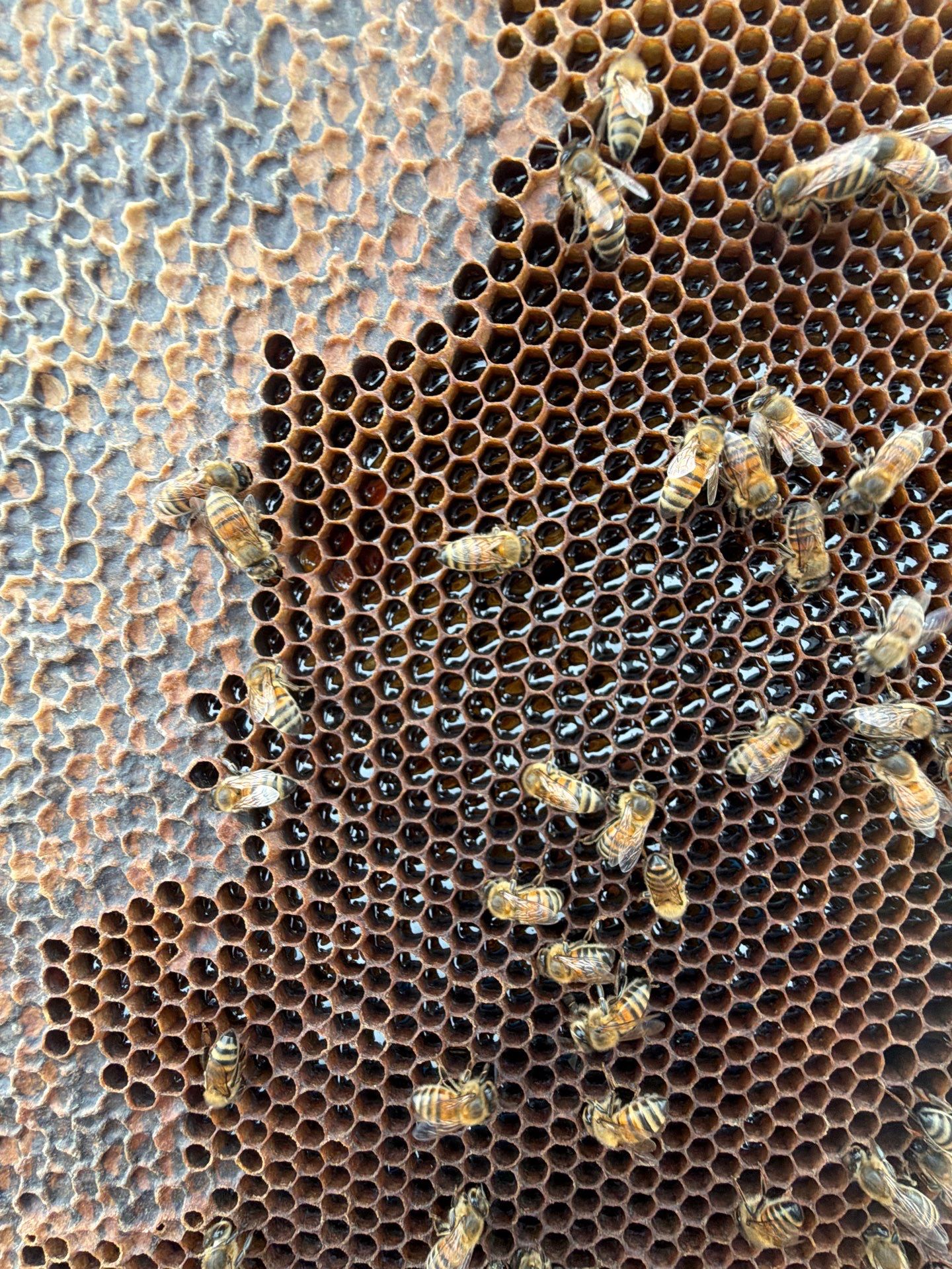 Bees at the Bank! by Rockwall Honey Bee Company