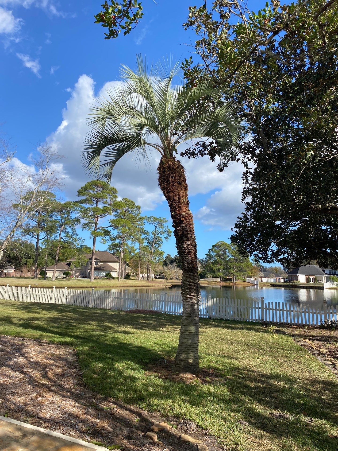 Deerwood Resident | Tree Removal & Palm Trimming by ProGreen Services