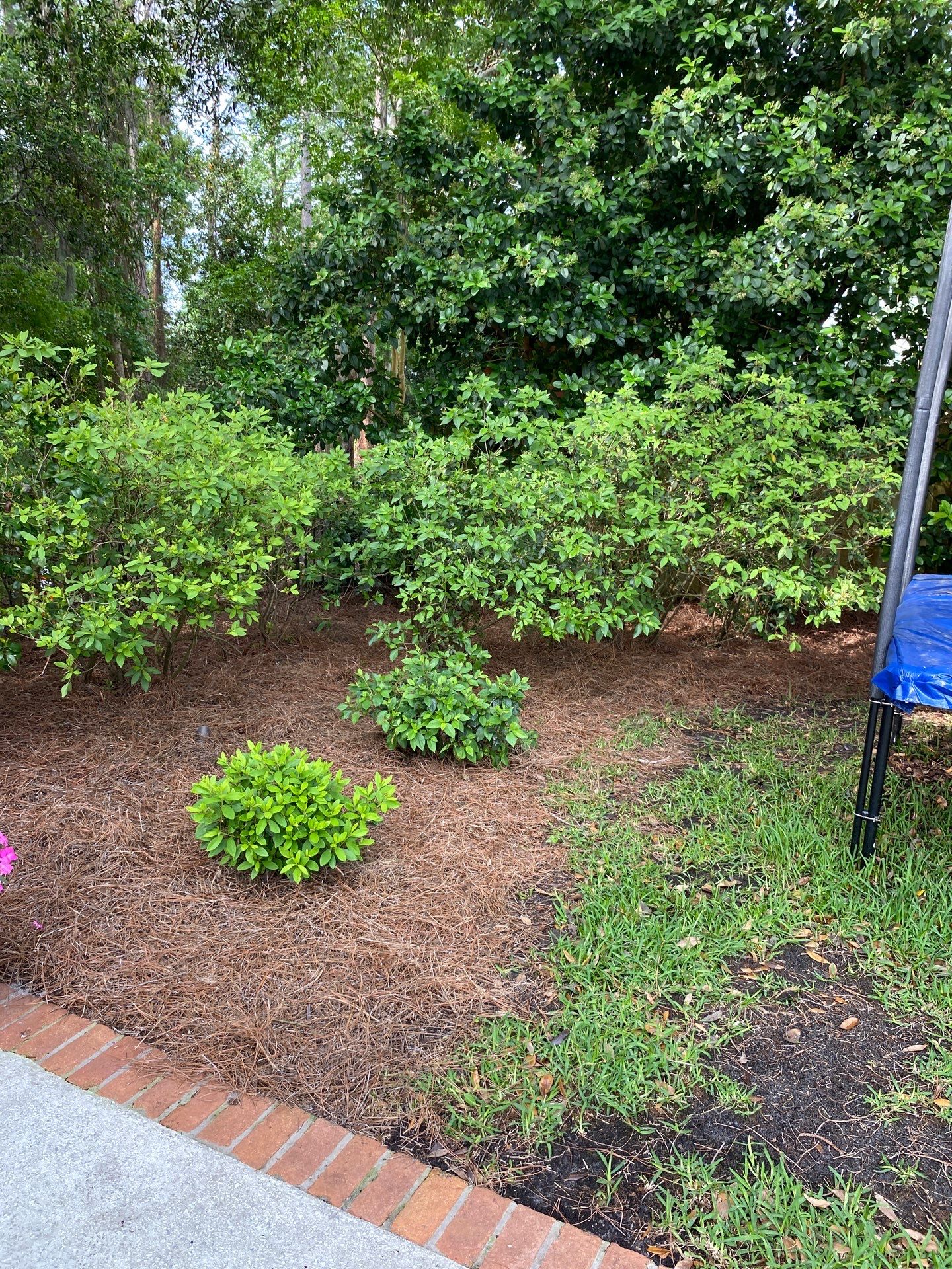 Deerwood Resident | Pine Straw Installation by ProGreen Services