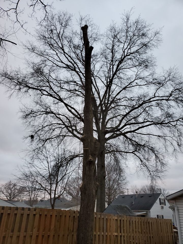 Tree Removal using Tree Removal by Mike Jones & Sons Tree Service LLC 