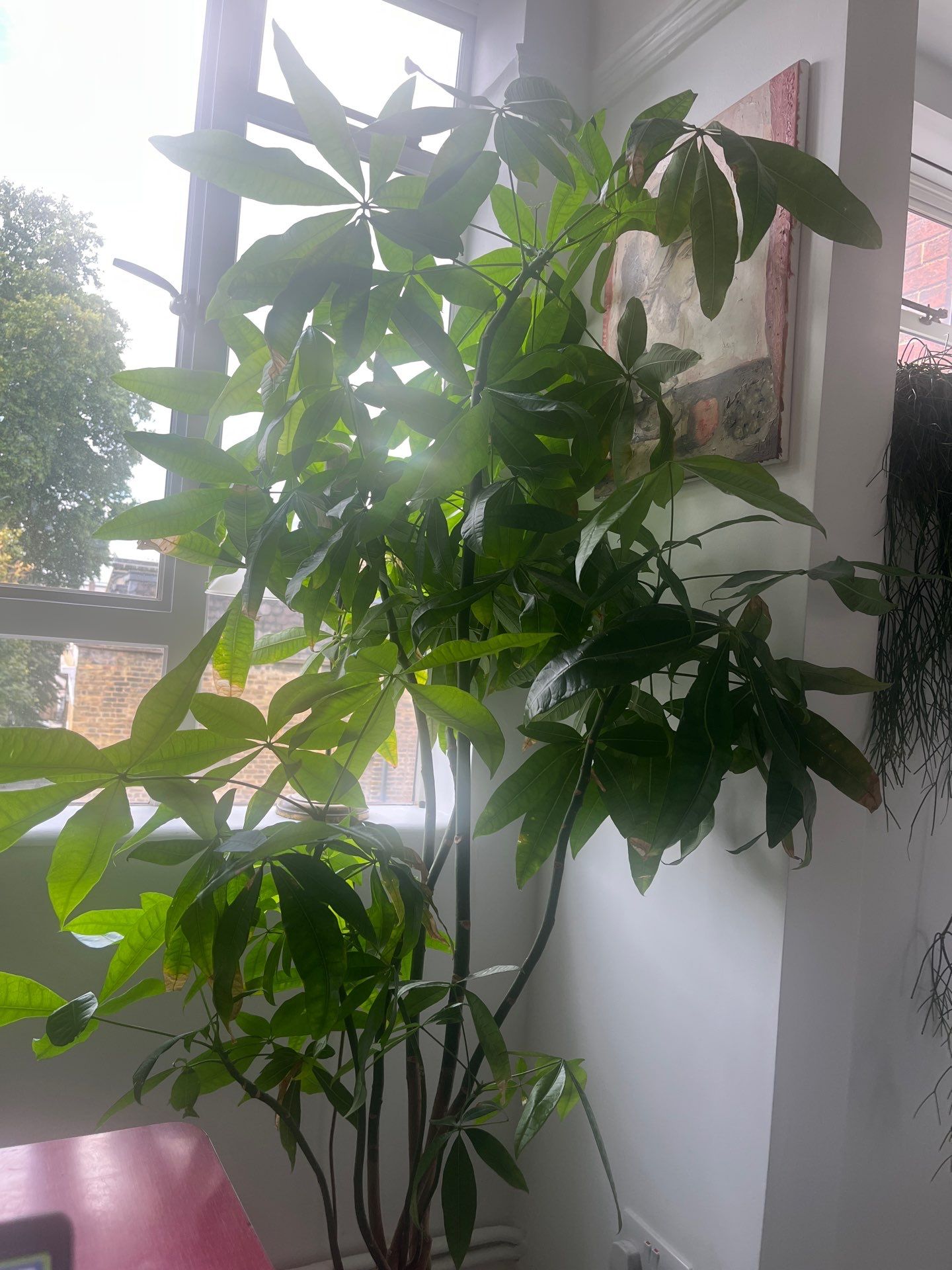 London Residential Interior Refresh and Indoor Plant Installation by CompanyCam Sales Demo