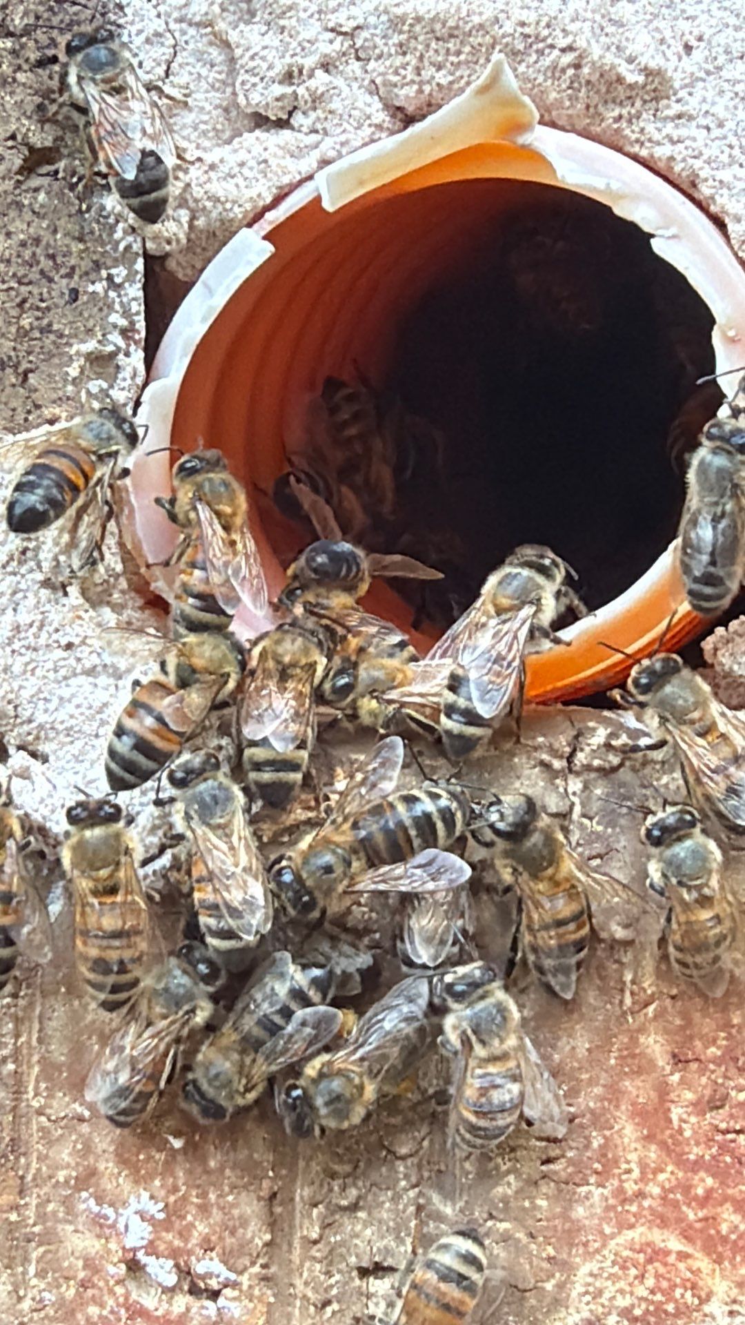 Bees a’Prosper by Rockwall Honey Bee Company