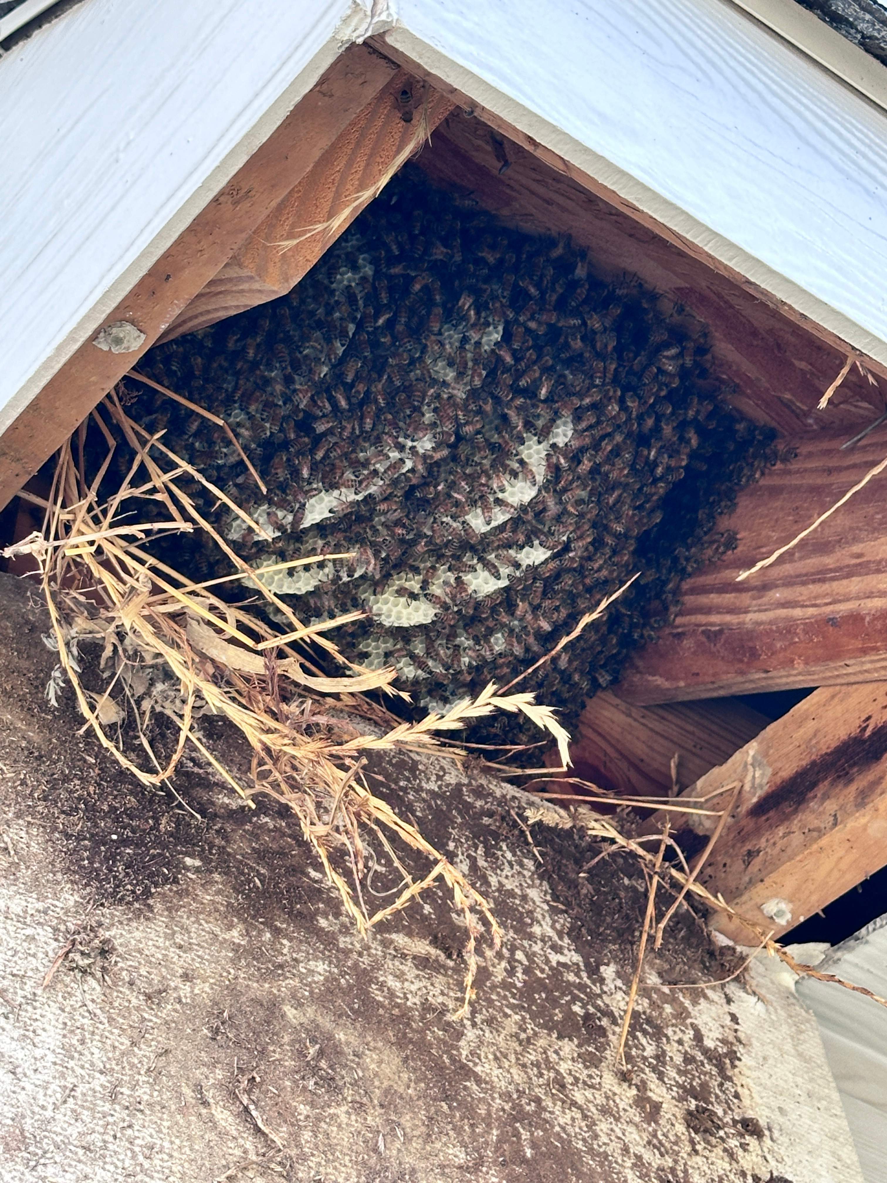 Shared Space by Rockwall Honey Bee Company