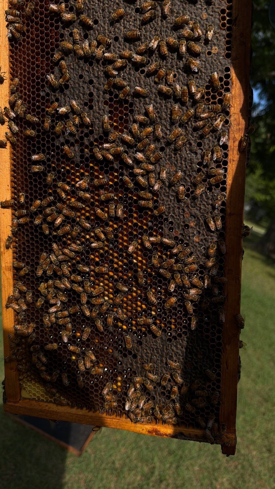 Cavnar Gang-Busters by Rockwall Honey Bee Company