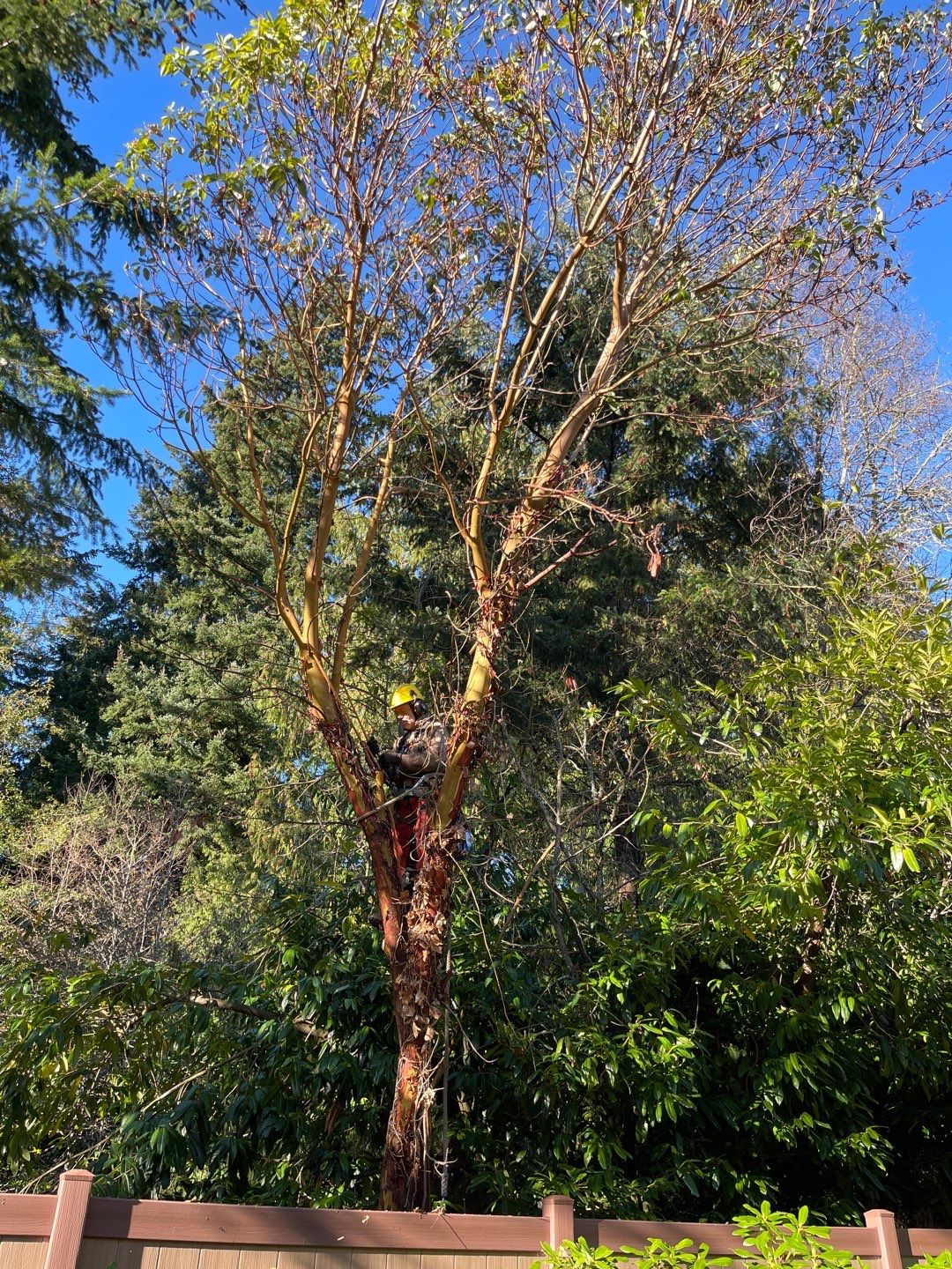 Tree Removal using Tree Removal by Mike Jones & Sons Tree Service LLC 