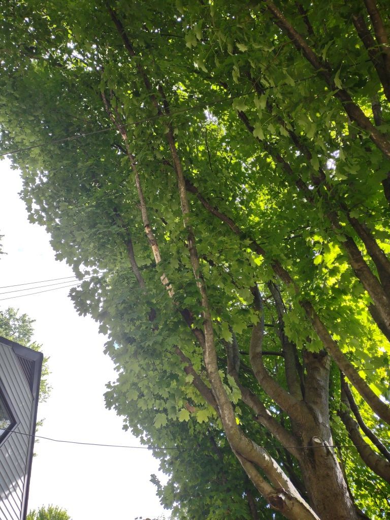 Tree Trimming using Tree Pruing by Mike Jones & Sons Tree Service LLC 