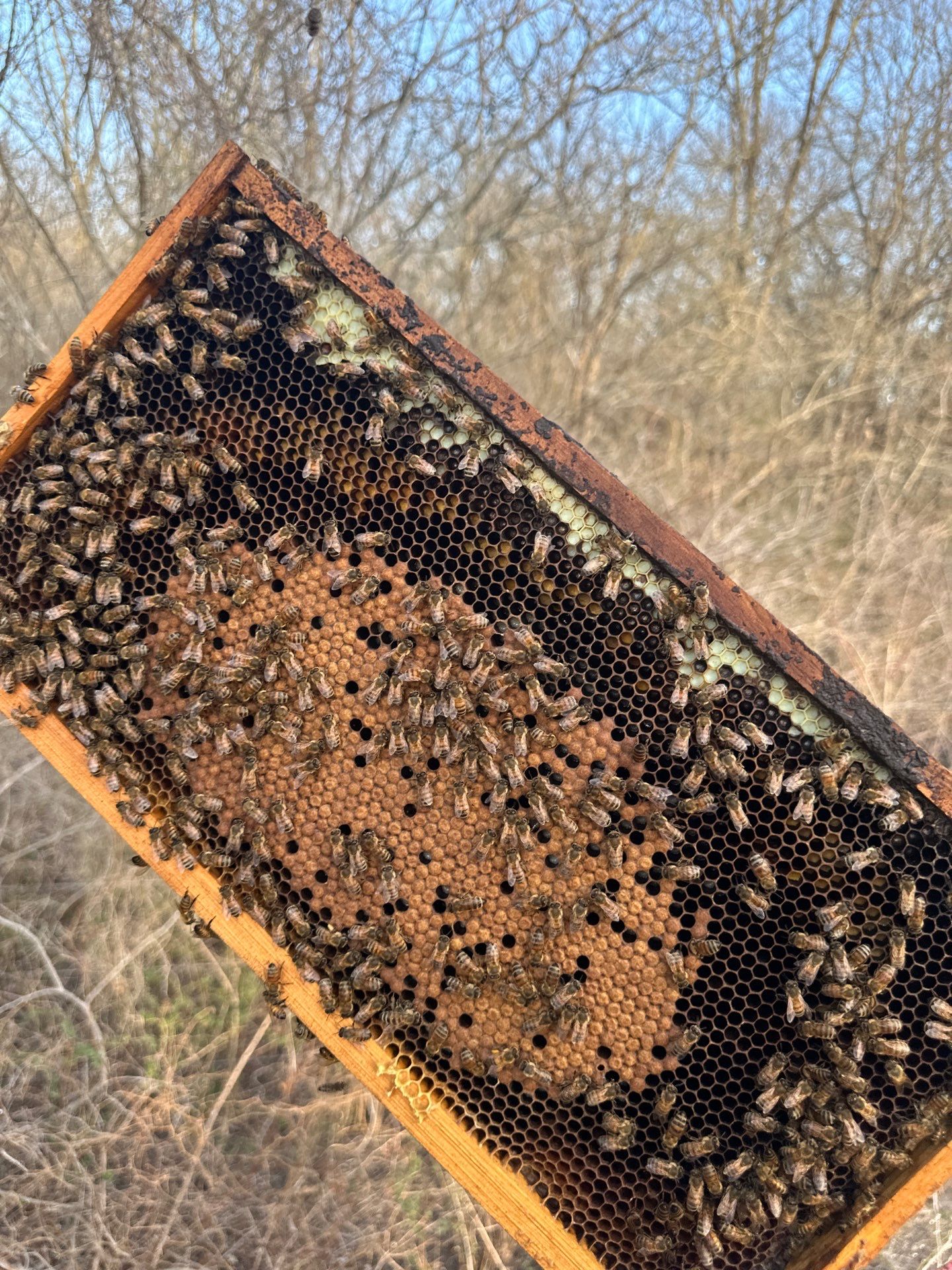 Rockwall County Ag. Exemption by Rockwall Honey Bee Company