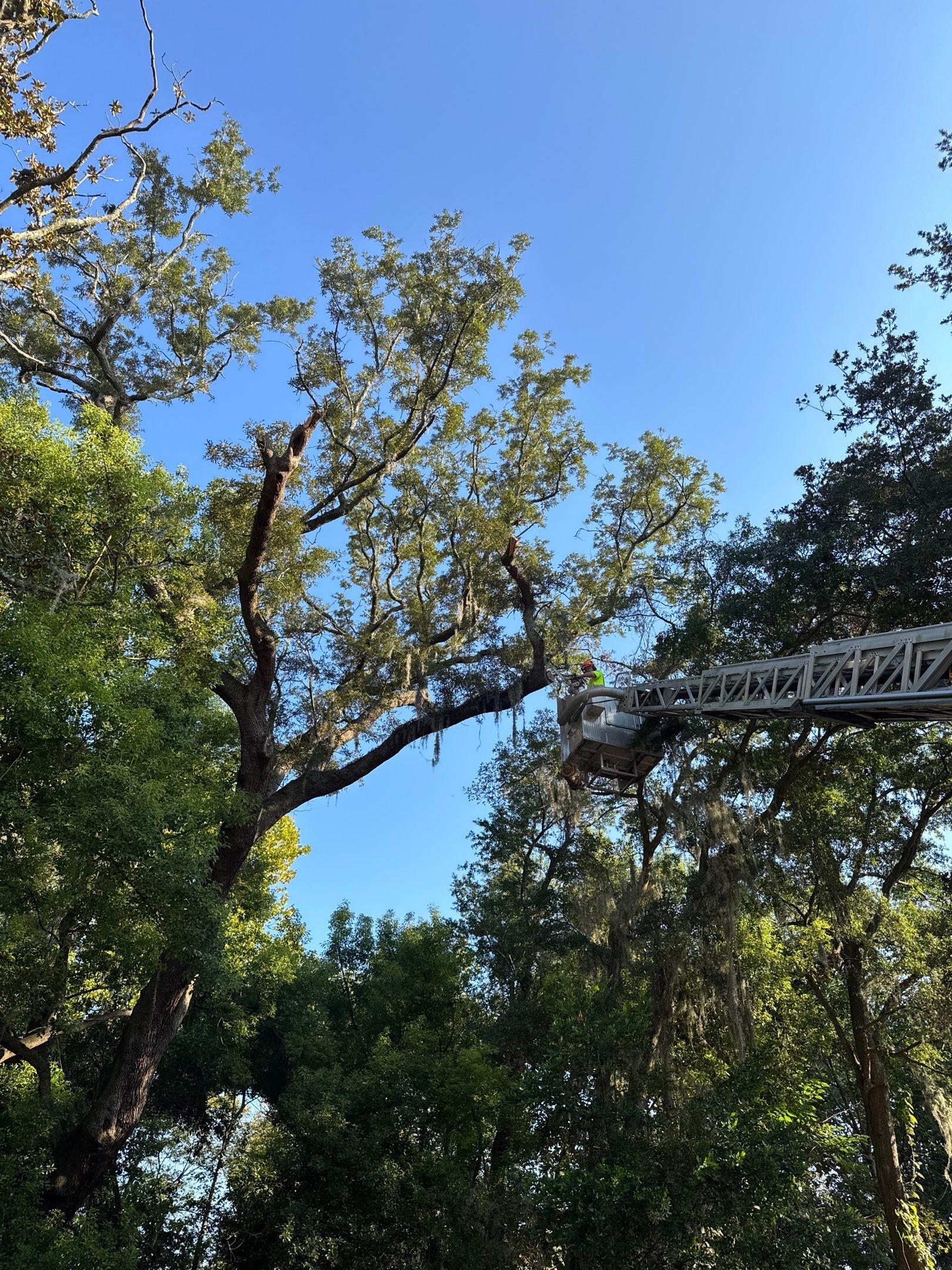 Tree Removal | Episcopal Softball Field by ProGreen Services