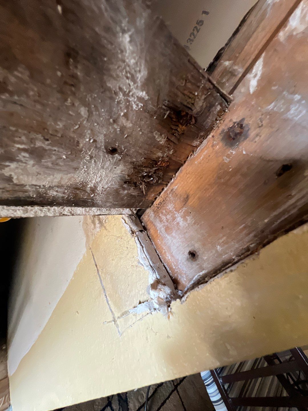 Bradenton Mold Remediation by Ampm Restoration Services