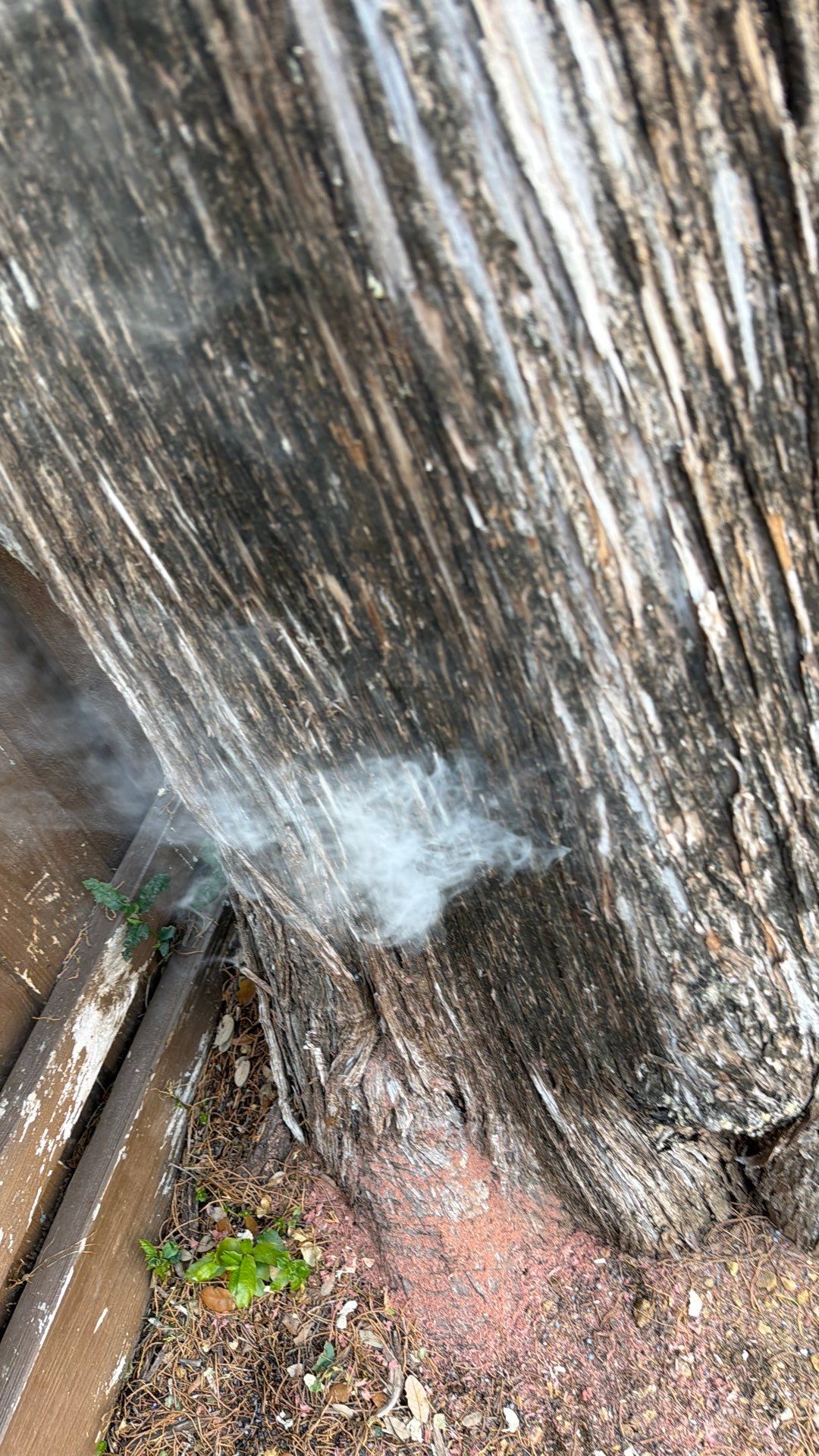 Cavern-Crack Tree Bees by Rockwall Honey Bee Company