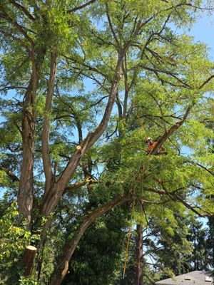 Tukwila Tree Trimming