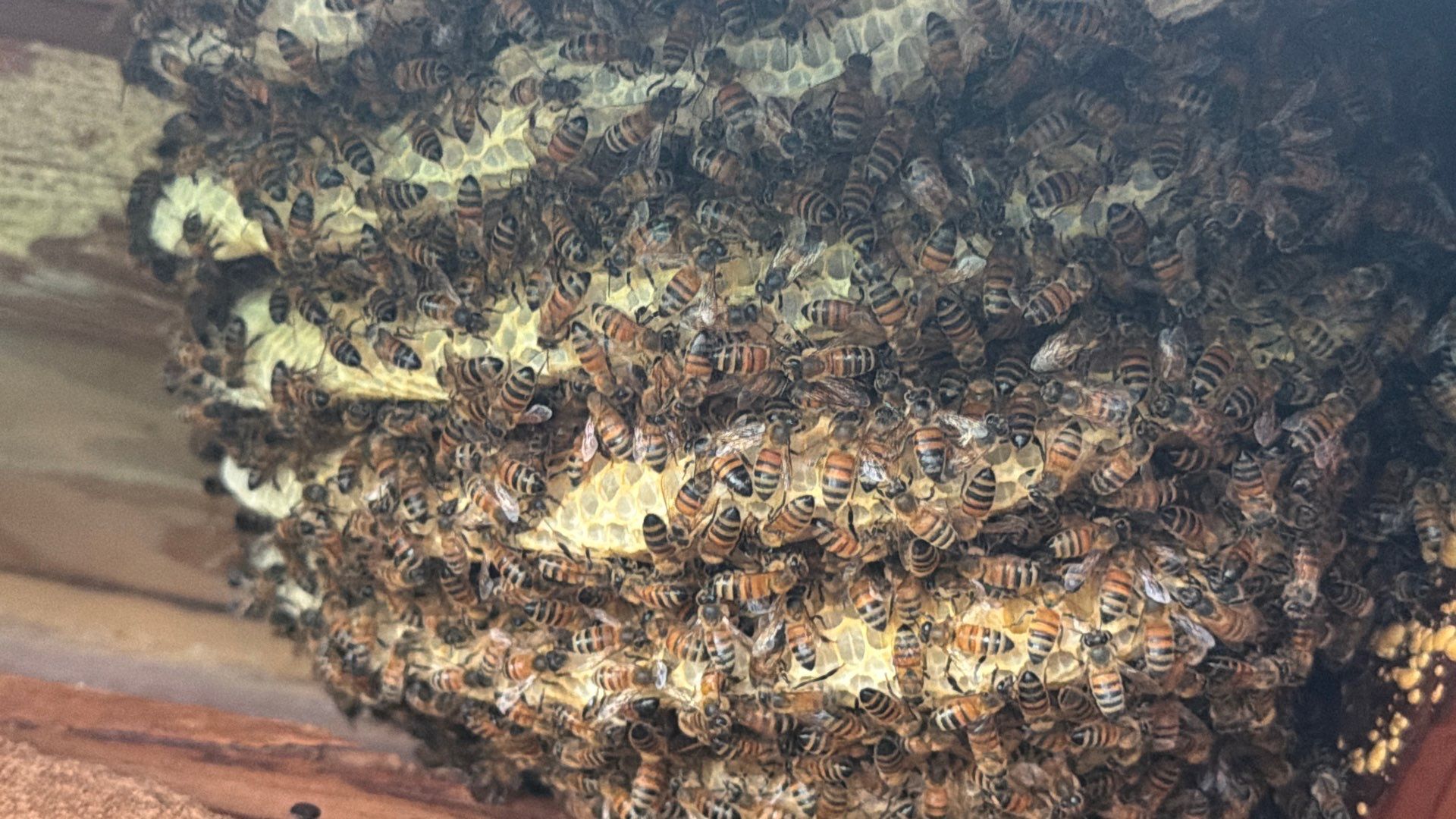 Bee Auth-ority by Rockwall Honey Bee Company