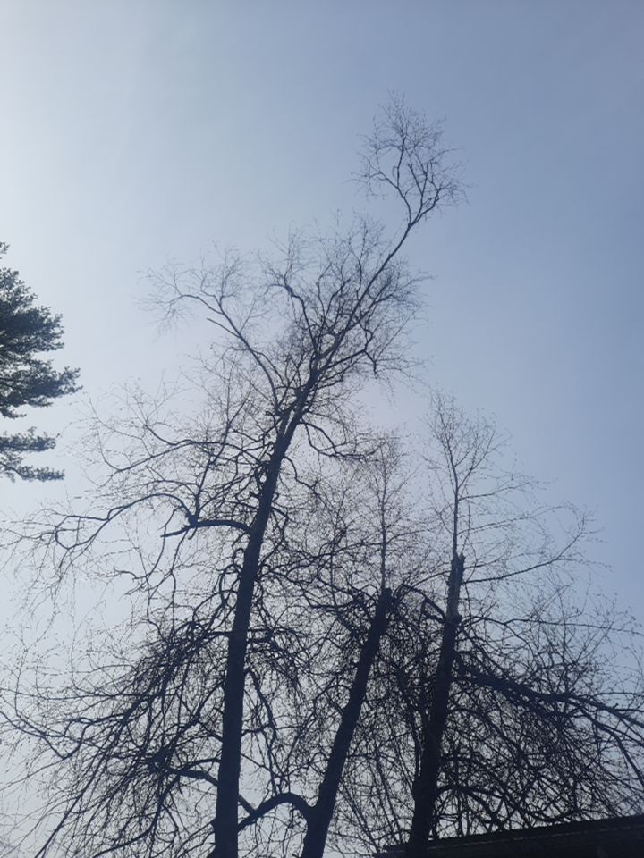 Tree Removal using Tree Removal by Mike Jones & Sons Tree Service LLC 