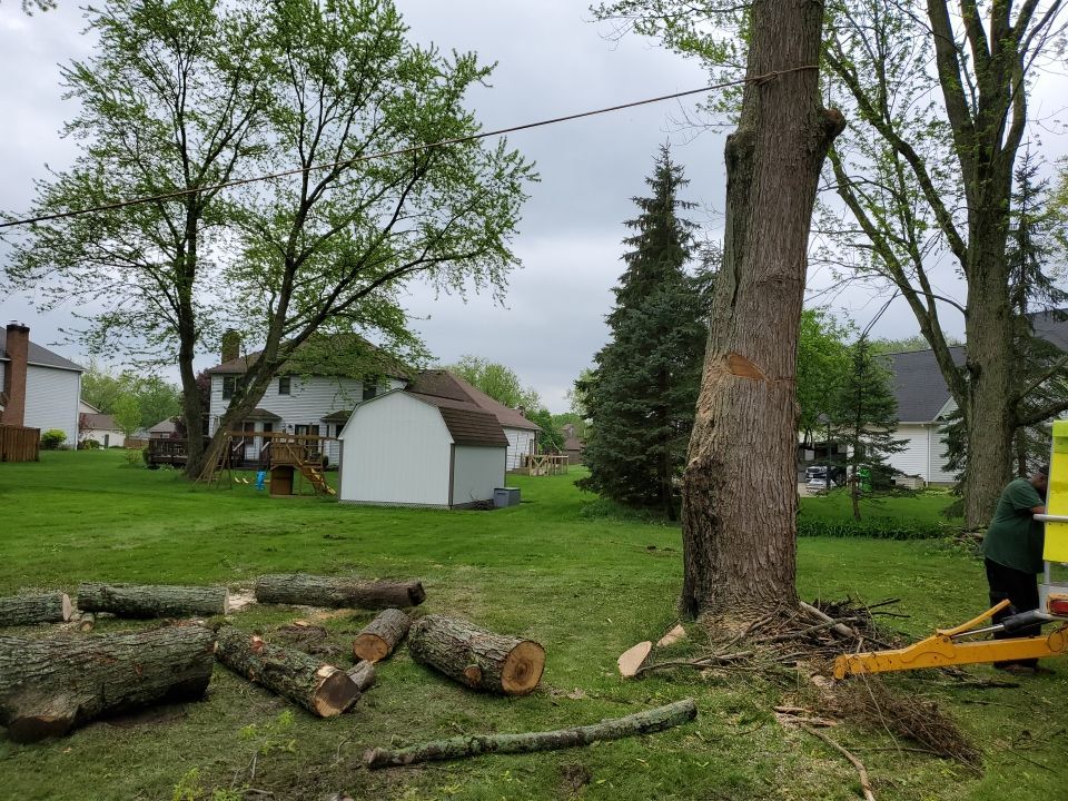 Tree Removal using Tree Removal by Mike Jones & Sons Tree Service LLC 