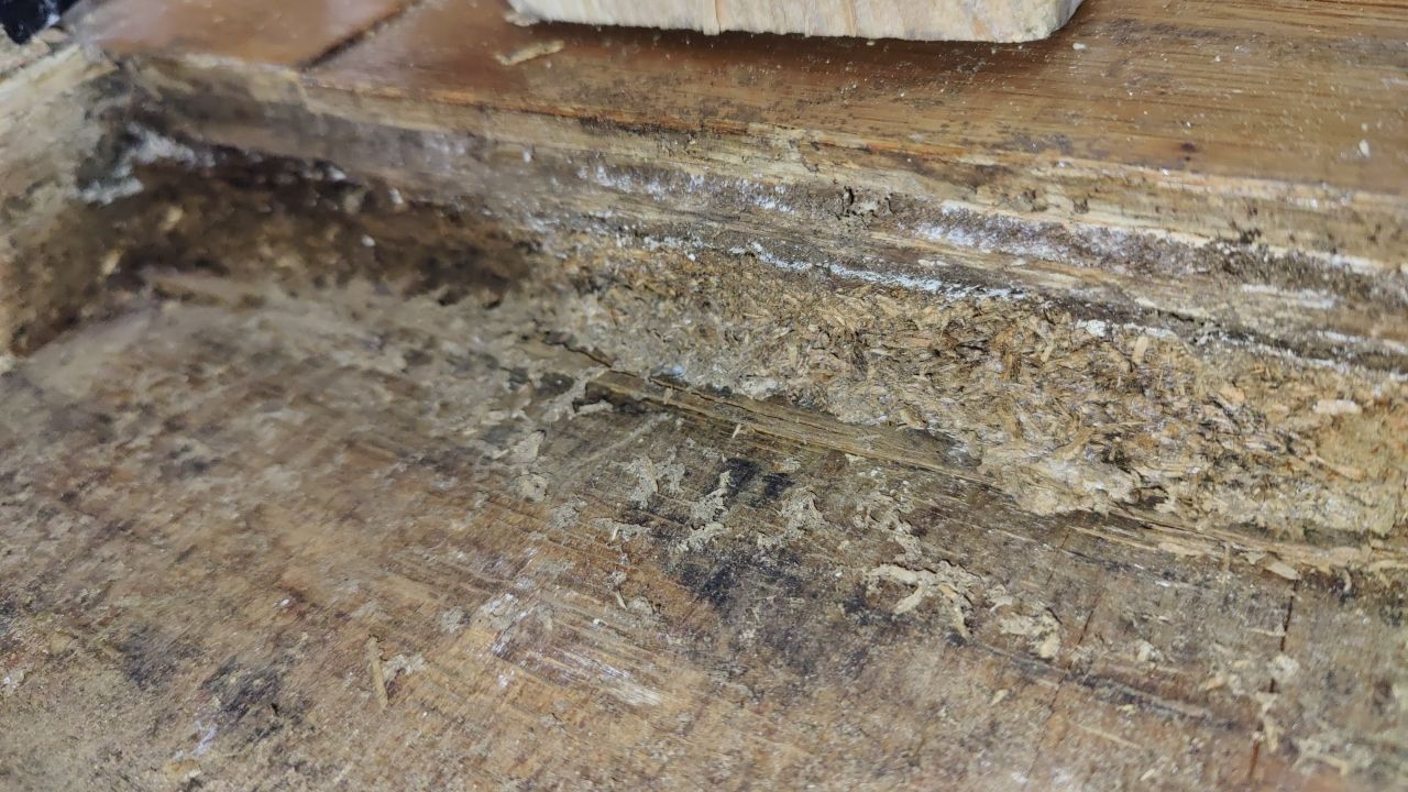 Mold Damage by Accountable Home Services