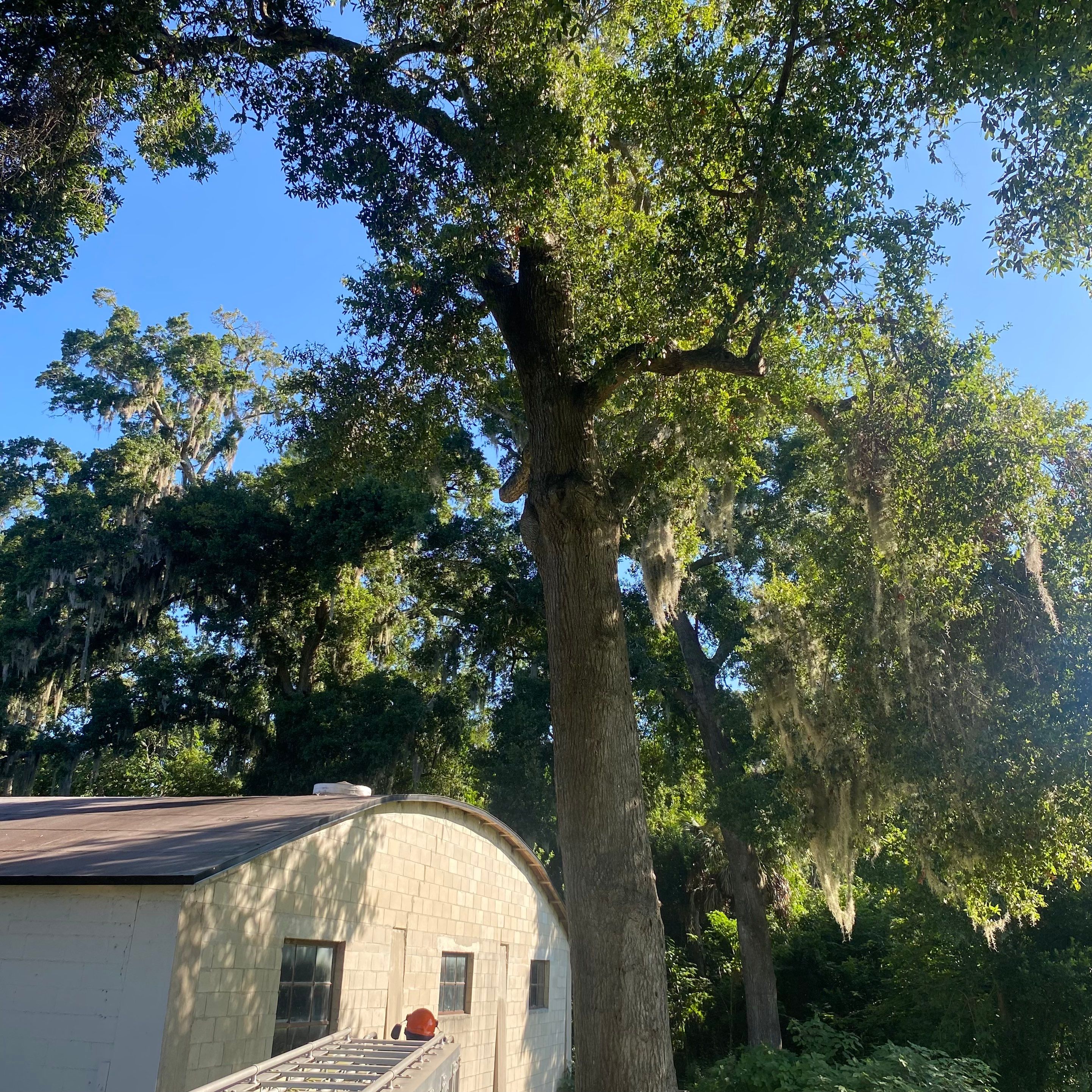 Commercial Property | Clean Up & Tree Removal by ProGreen Services