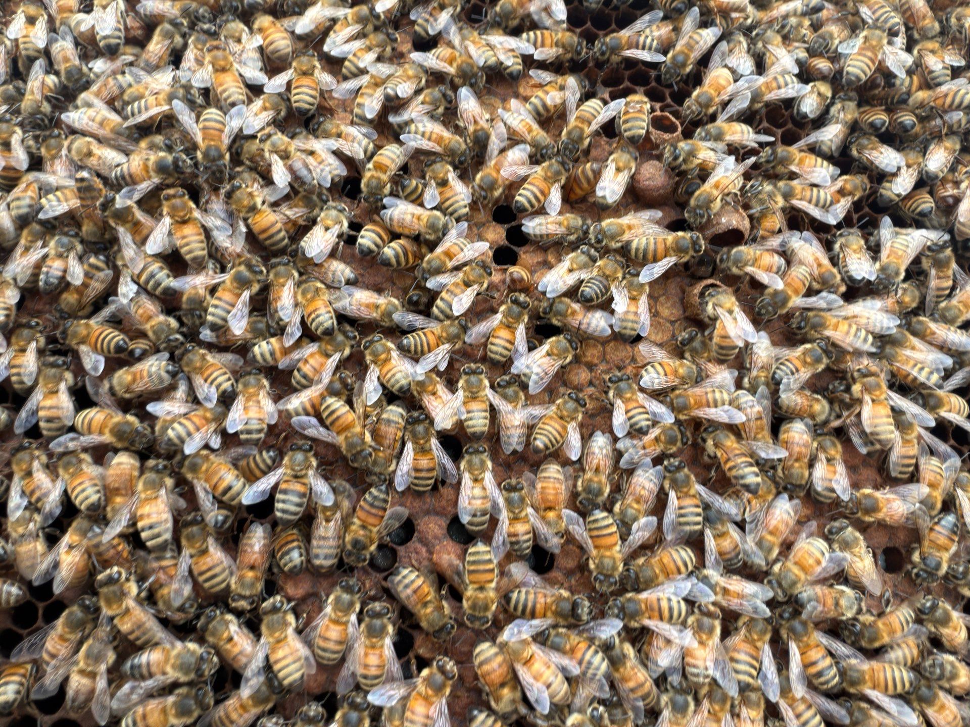 Downtown Dallas by Rockwall Honey Bee Company